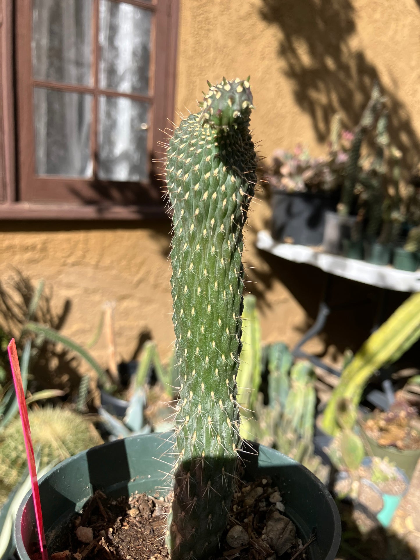 Cylindropuntia fulgida Cholla Boxing Glove Cactus Crest 6"Tall #60P