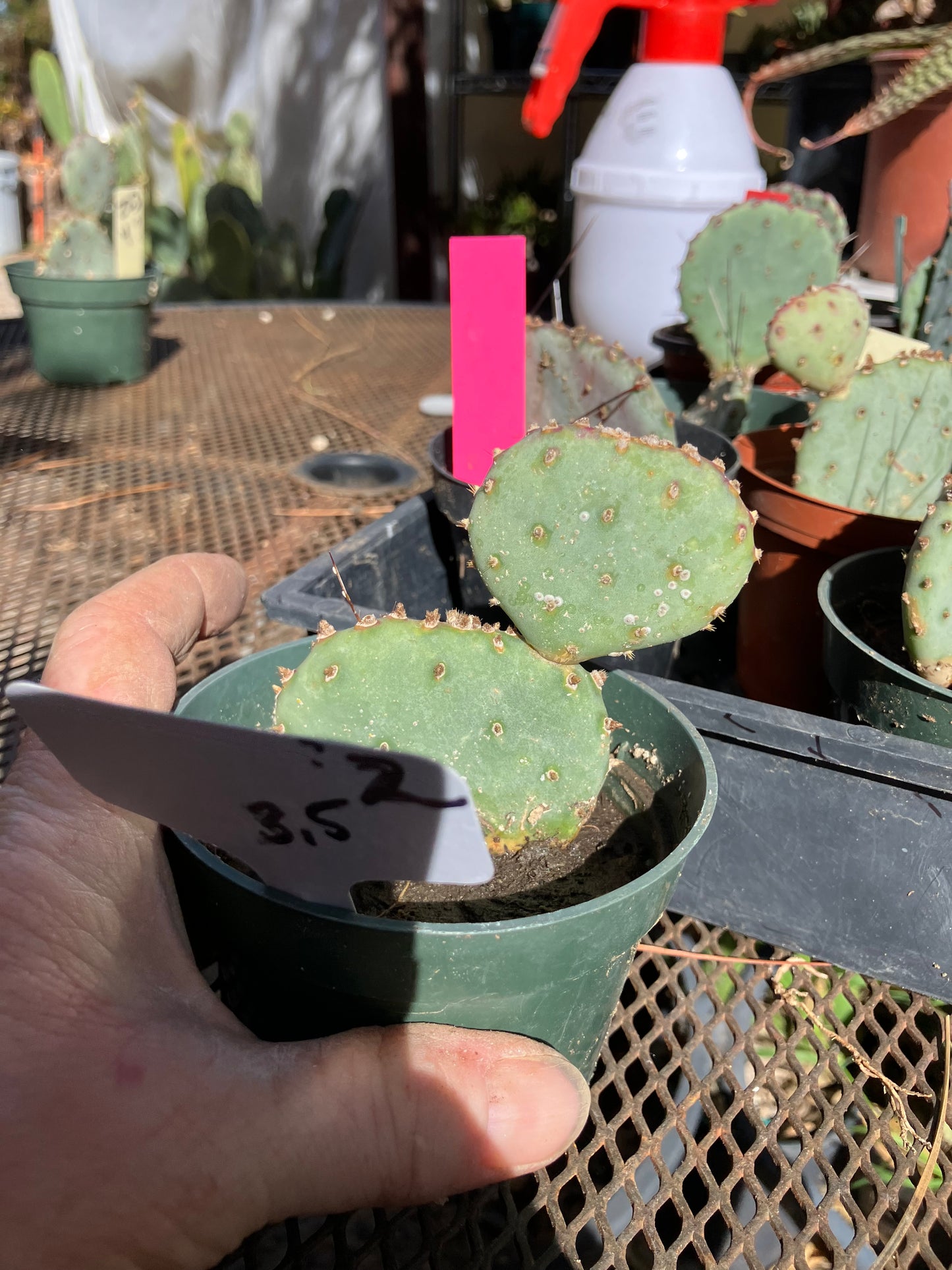 Opuntia Santa Rita Purple Prickly Pear 3.5”Tall #2W