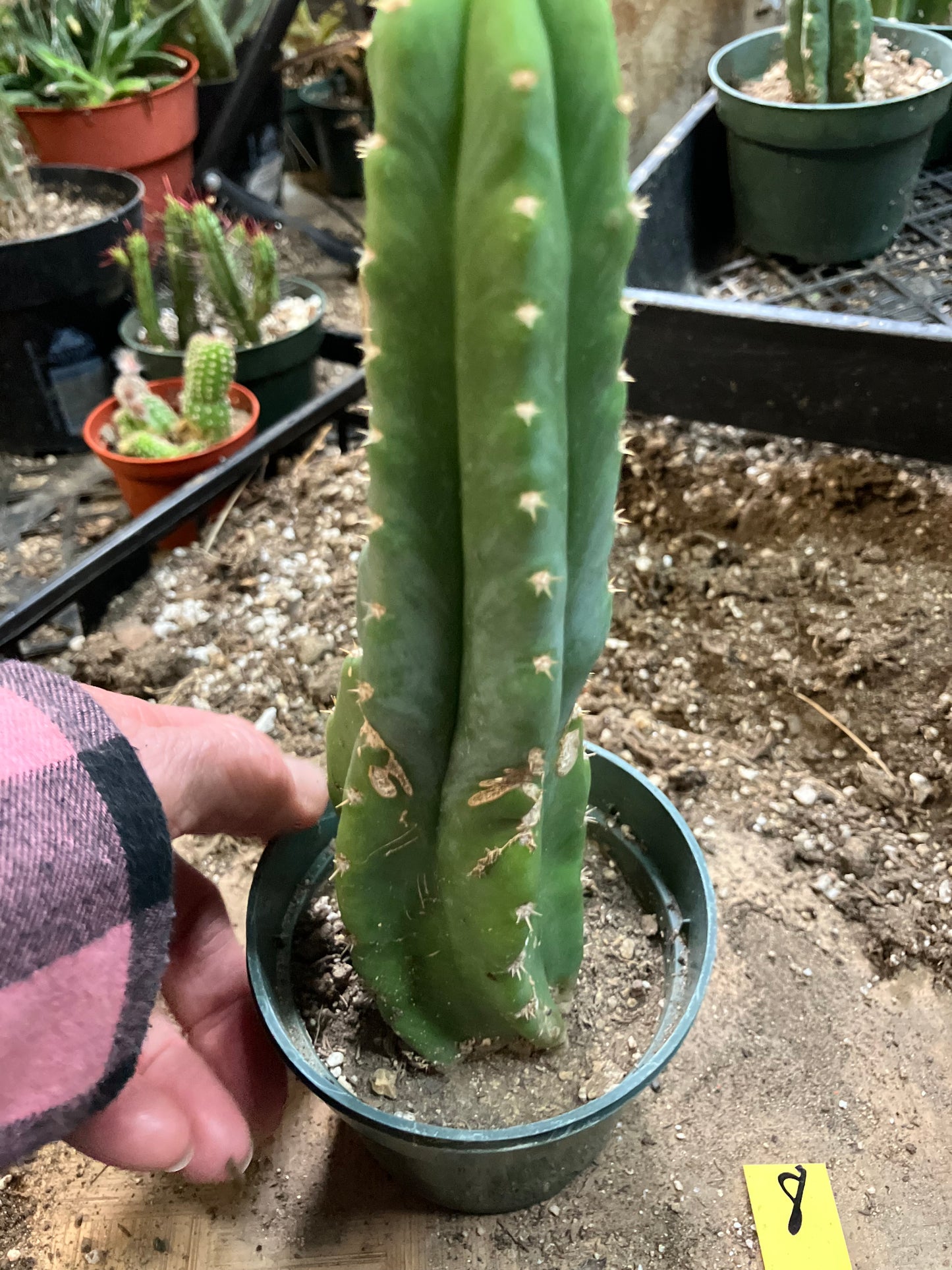 San Pedro Cactus - Trichocereus pachanoi 8" Tall #8Y