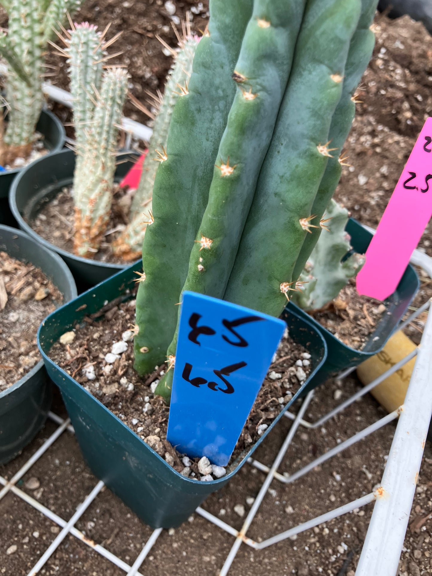 San Pedro Cactus - Trichocereus pachanoi 6.5"Tall #65B