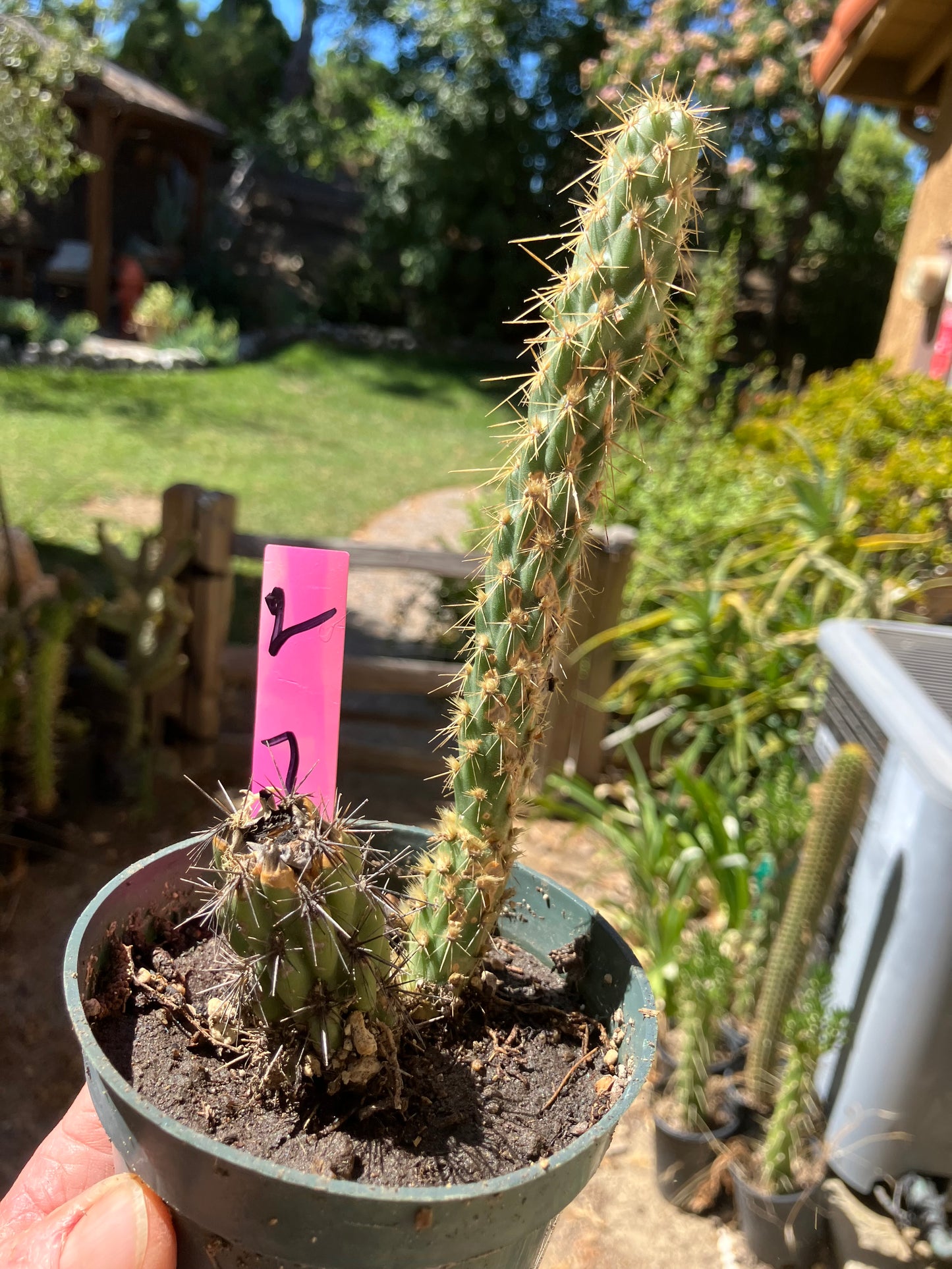 Cholla Cylindropuntia Buckhorn Cactus 7”Tall #2P