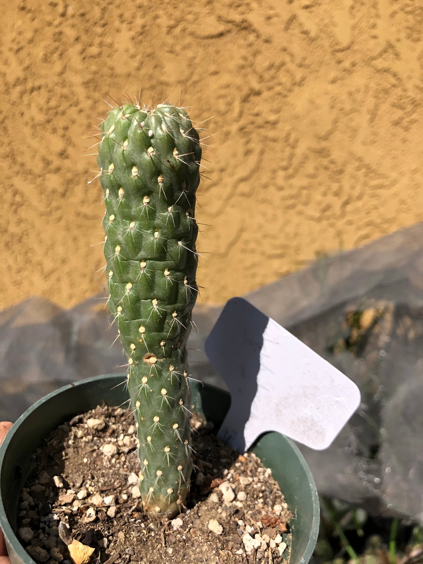 Cylindropuntia fulgida Cholla Boxing Glove Cactus Crest 5"Tall #1W