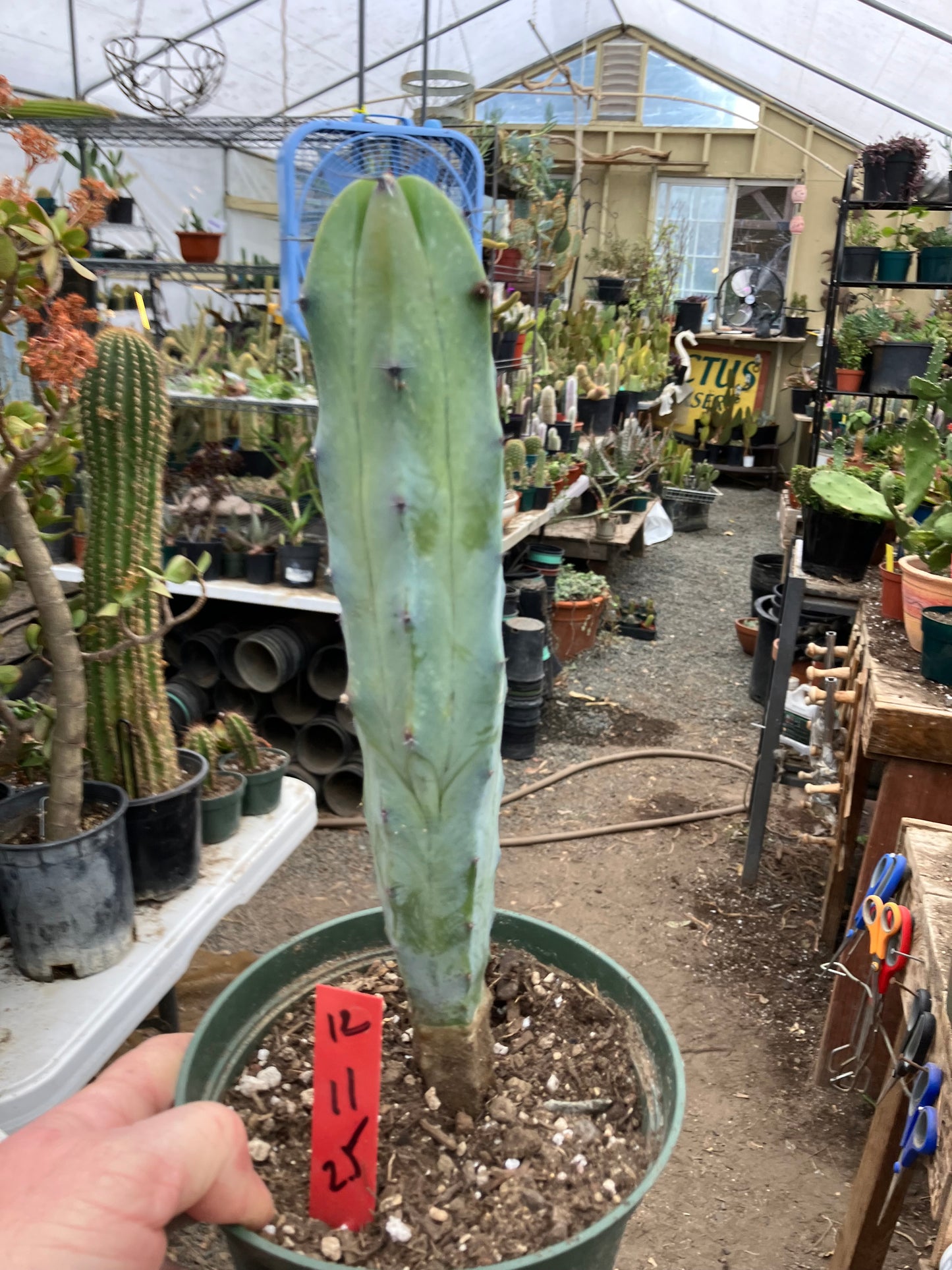 Myrtillocactus cochal Candelabra Cactus 11"Tall 2.5" Wide #12R