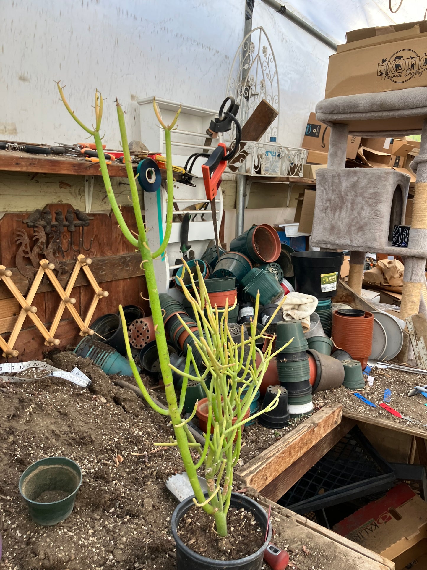 Euphorbia tirucalli Pencil Cactus/Succulent 27"Tall 12"Wide #10P