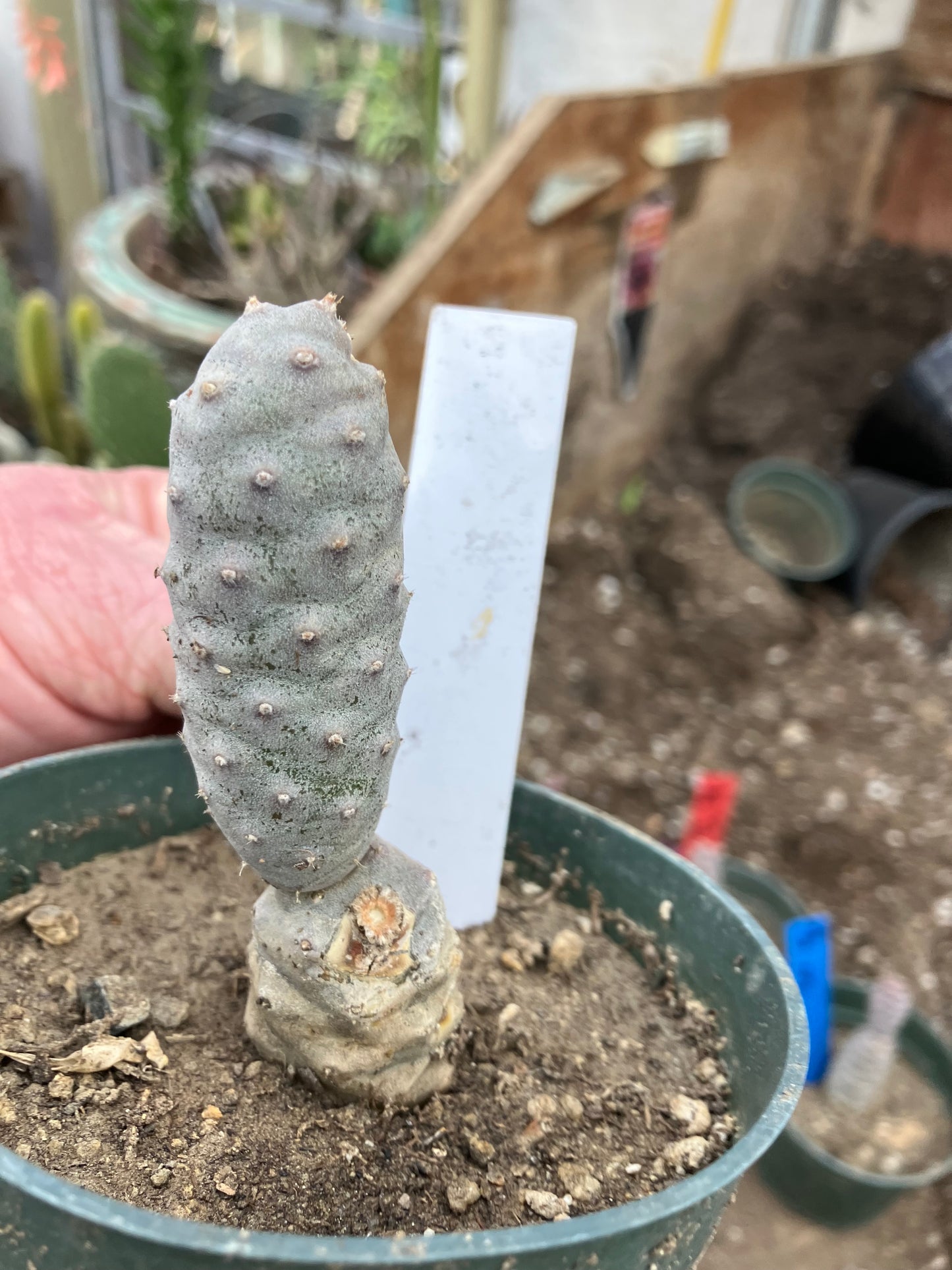Pine Cone Cactus Tephrocactus~ articulatus  var. diadematus Pinecone 3.5"Tall #53W