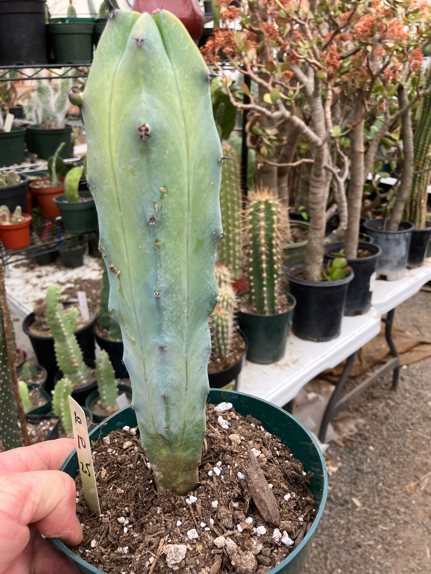 Myrtillocactus cochal Candelabra Cactus 10"Tall 2.5" Wide #6Y