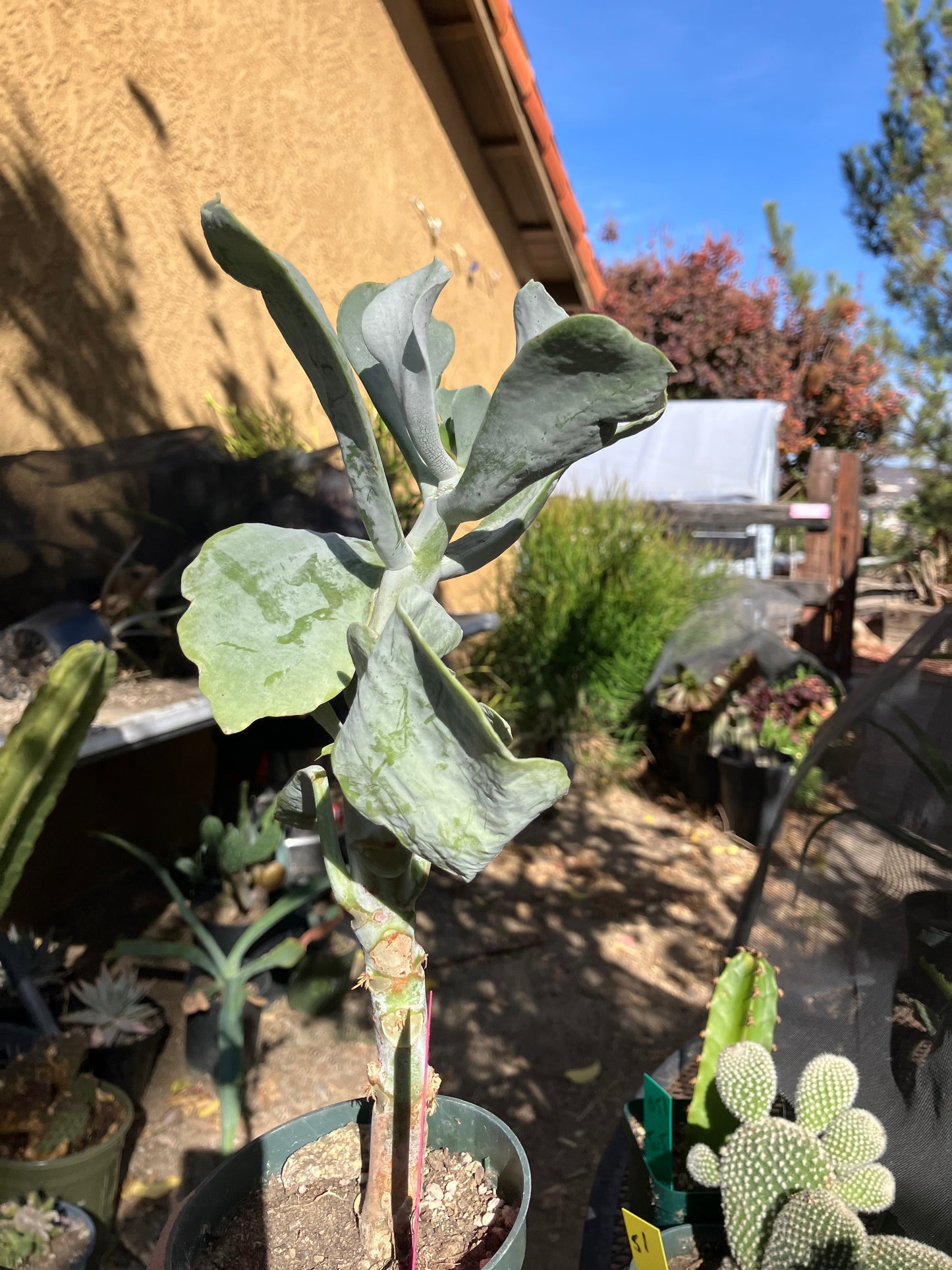 Cotyledon Silver Waves Succulent 11"Tall #112P