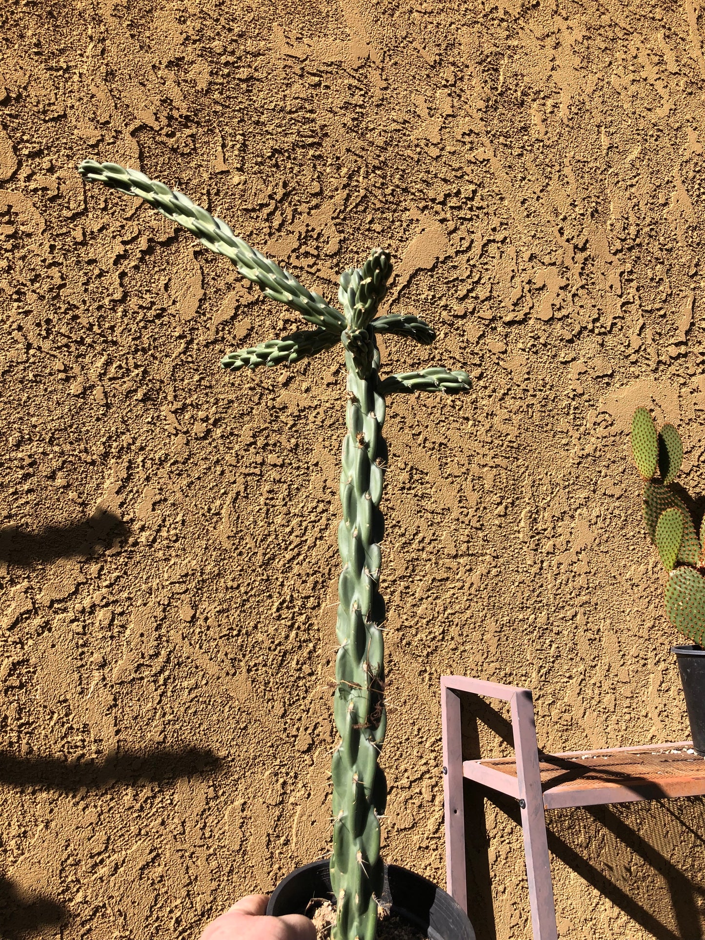 Cholla Cylindropuntia  Buckhorn 24”Tall #2W