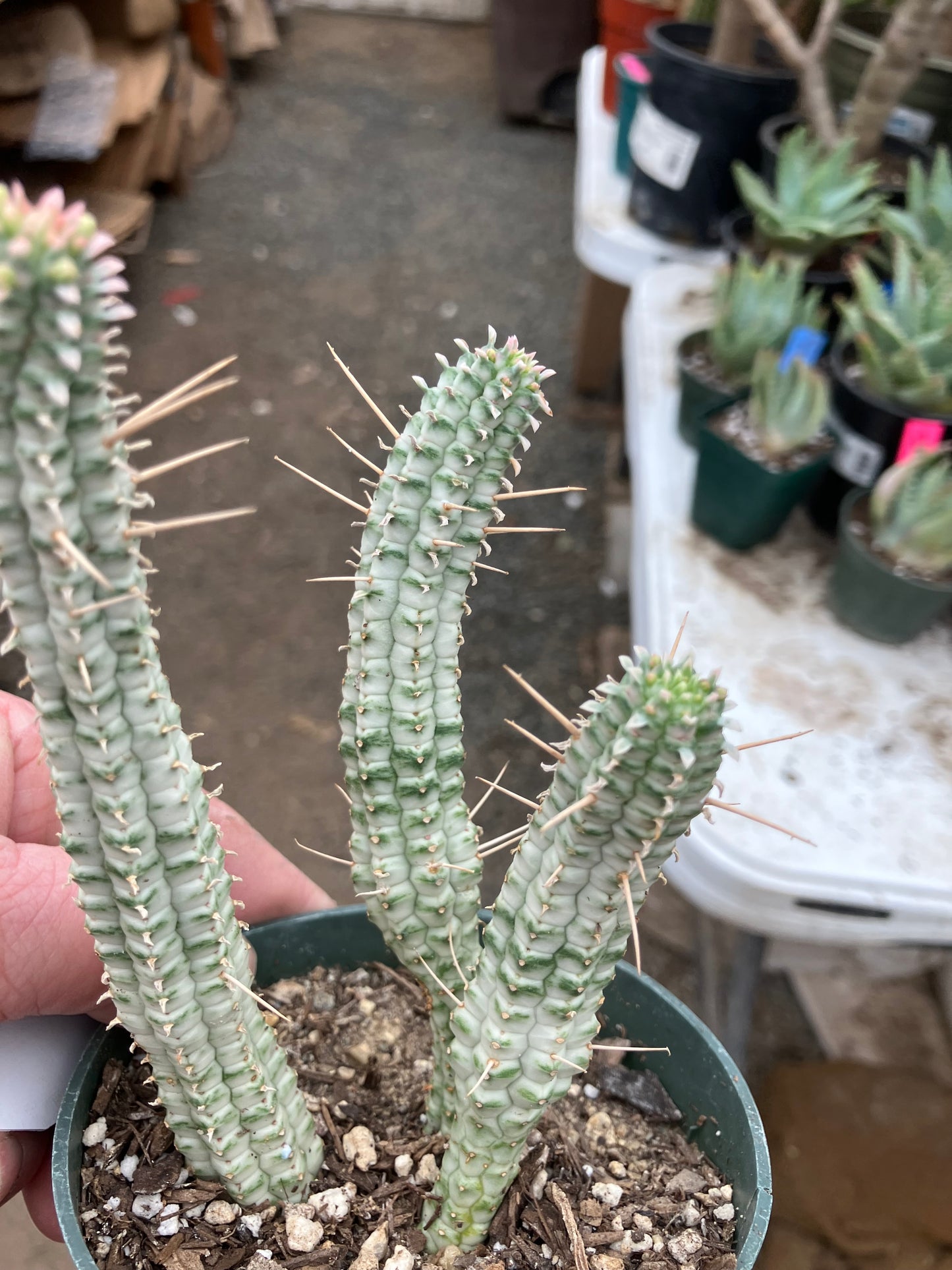 Euphorbia mammillaria variegata Corn Cob 5"Tall #5W