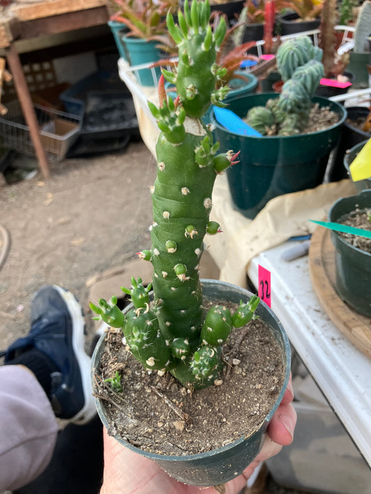 Austrocylindropuntia Cactus Gumbi Mini Eve's Needle 6"Tall #32P