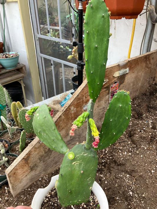 Opuntia Emerald wave Cactus 18”Tall #189W