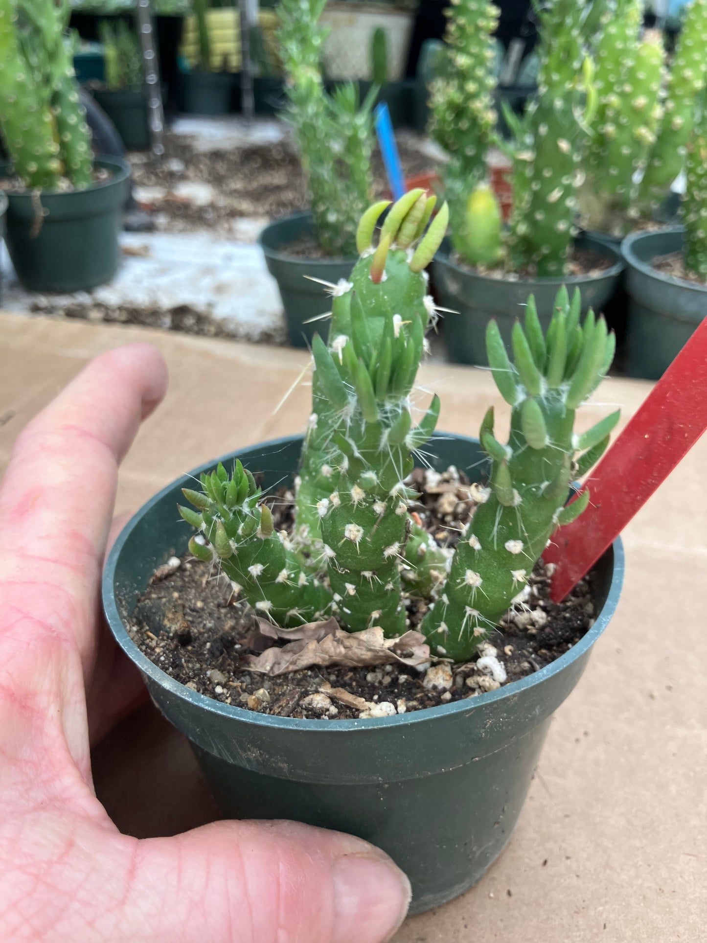 Austrocylindropuntia Cactus Gumbi Mini Eve's Needle 3"Tall #3R