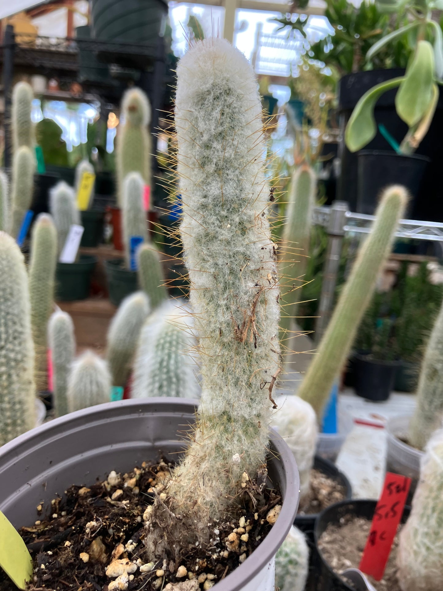 Oreocereus doelzianus Old Woman, Old Man Cactus 6"Tall #21Y