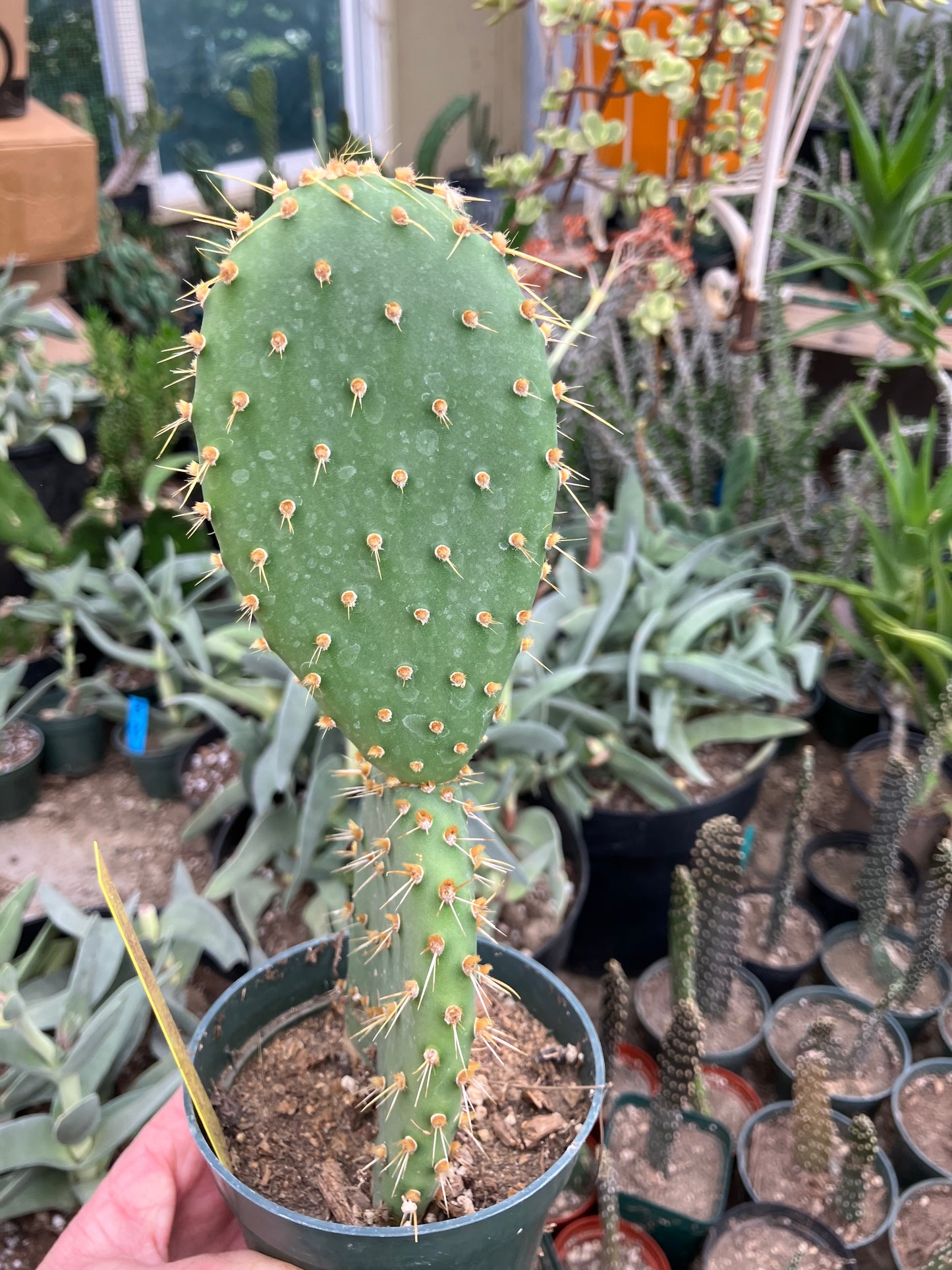 Opuntia engelmannii "Texas Prickly Pear" 9"Tall #120Y