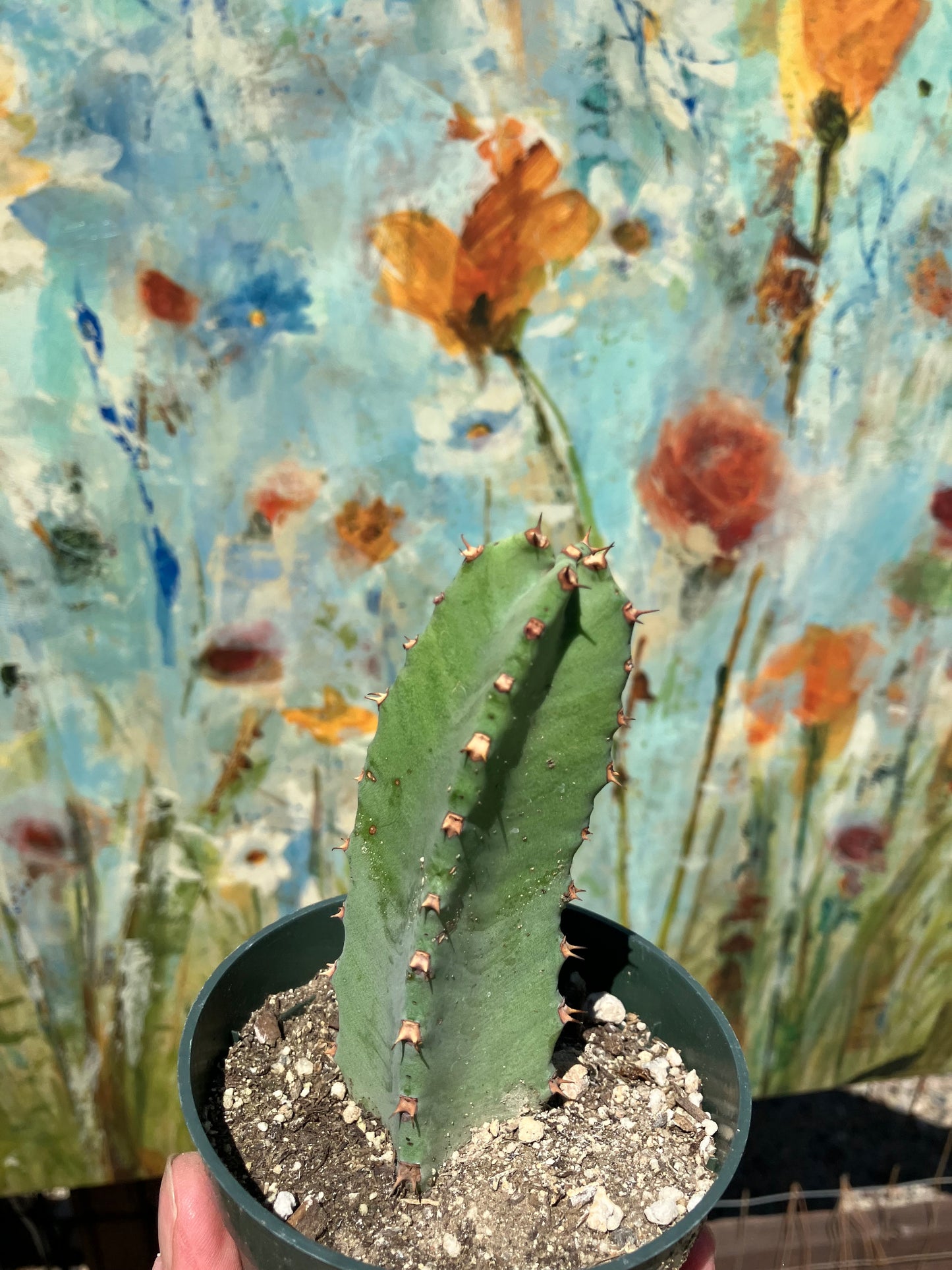 Euphorbia resinifera Moroccan Mound 5"Tall #51W