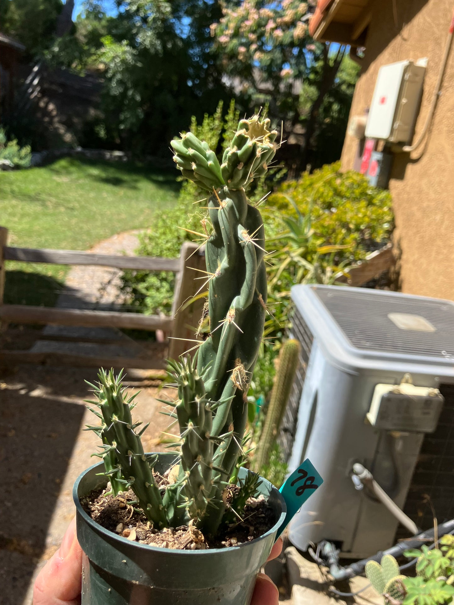 Cholla Cylindropuntia Buckhorn Cactus 9”Tall #78G