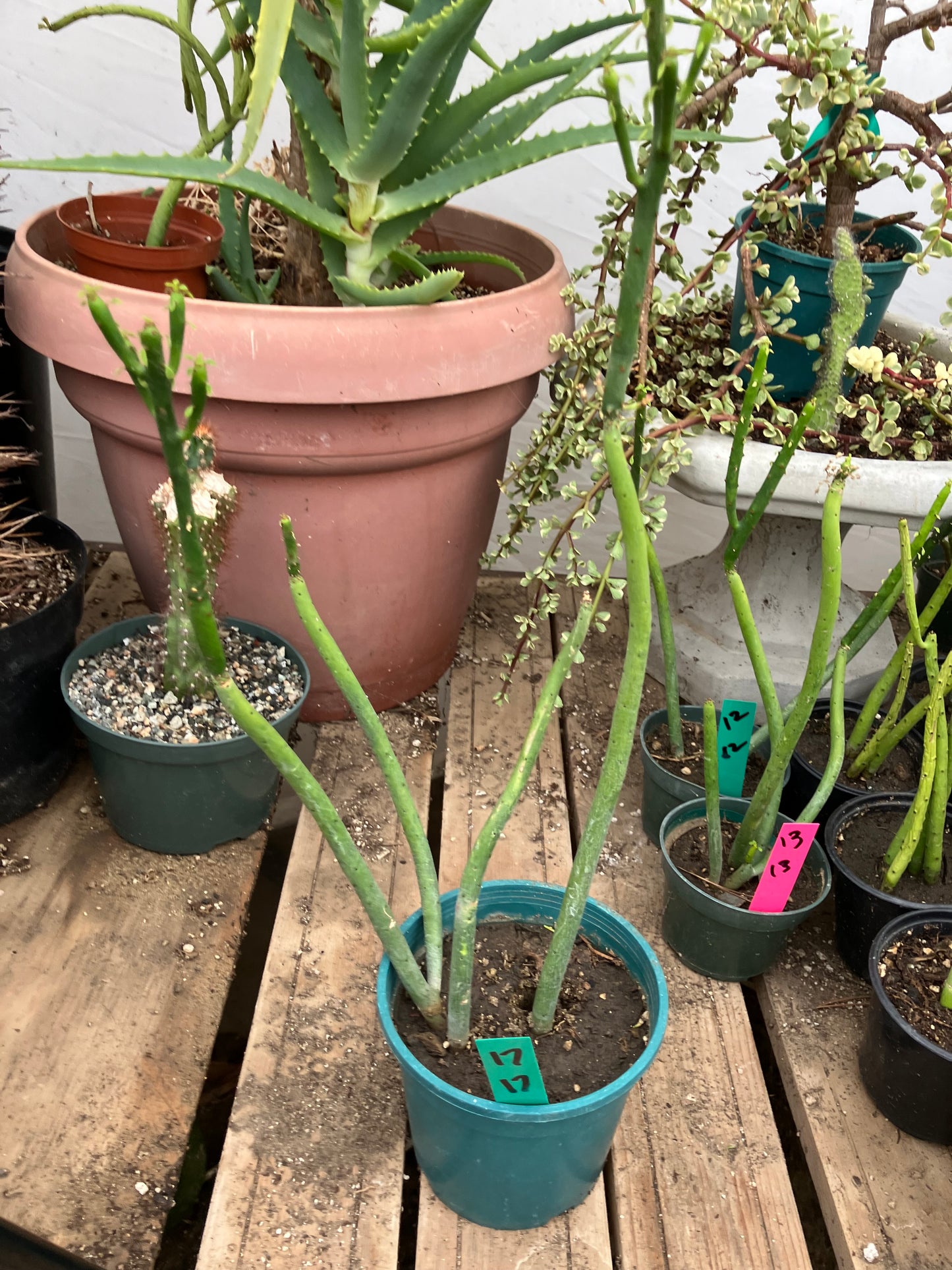 Euphorbia leucodendron Cat Tail 17" Tall #17G