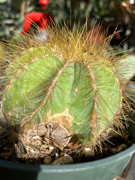 Notocactus Magnificus  Balloon Cactus Fast Grower  2.5" Wide #1G
