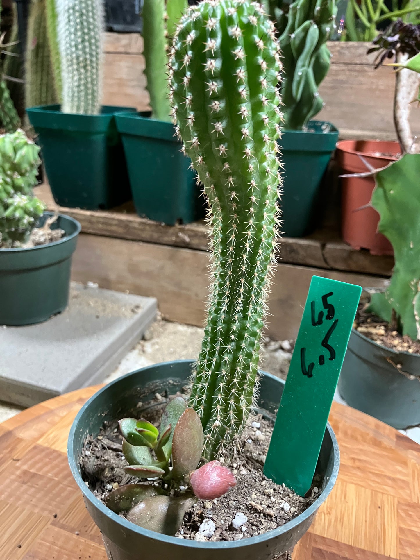 Pachycereus pecten-aboriginum Indian Comb Cactus 6.5"Tall #65G