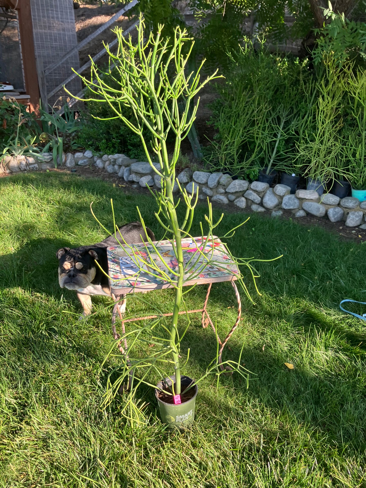 Euphorbia tirucalli Pencil Cactus/Succulent 53"Tall 20"Wide #47P