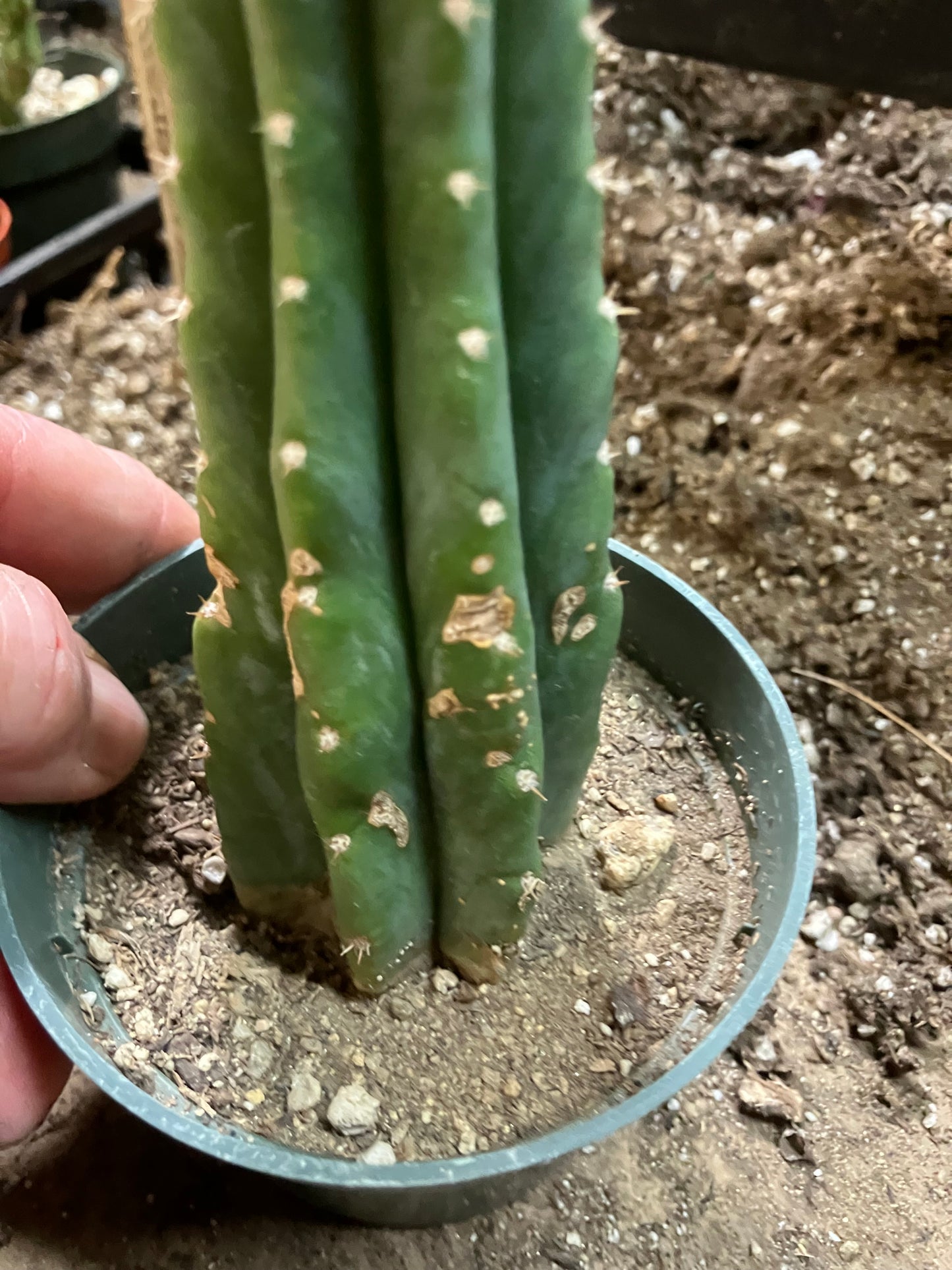 San Pedro Cactus - Trichocereus pachanoi 7"Tall #8W