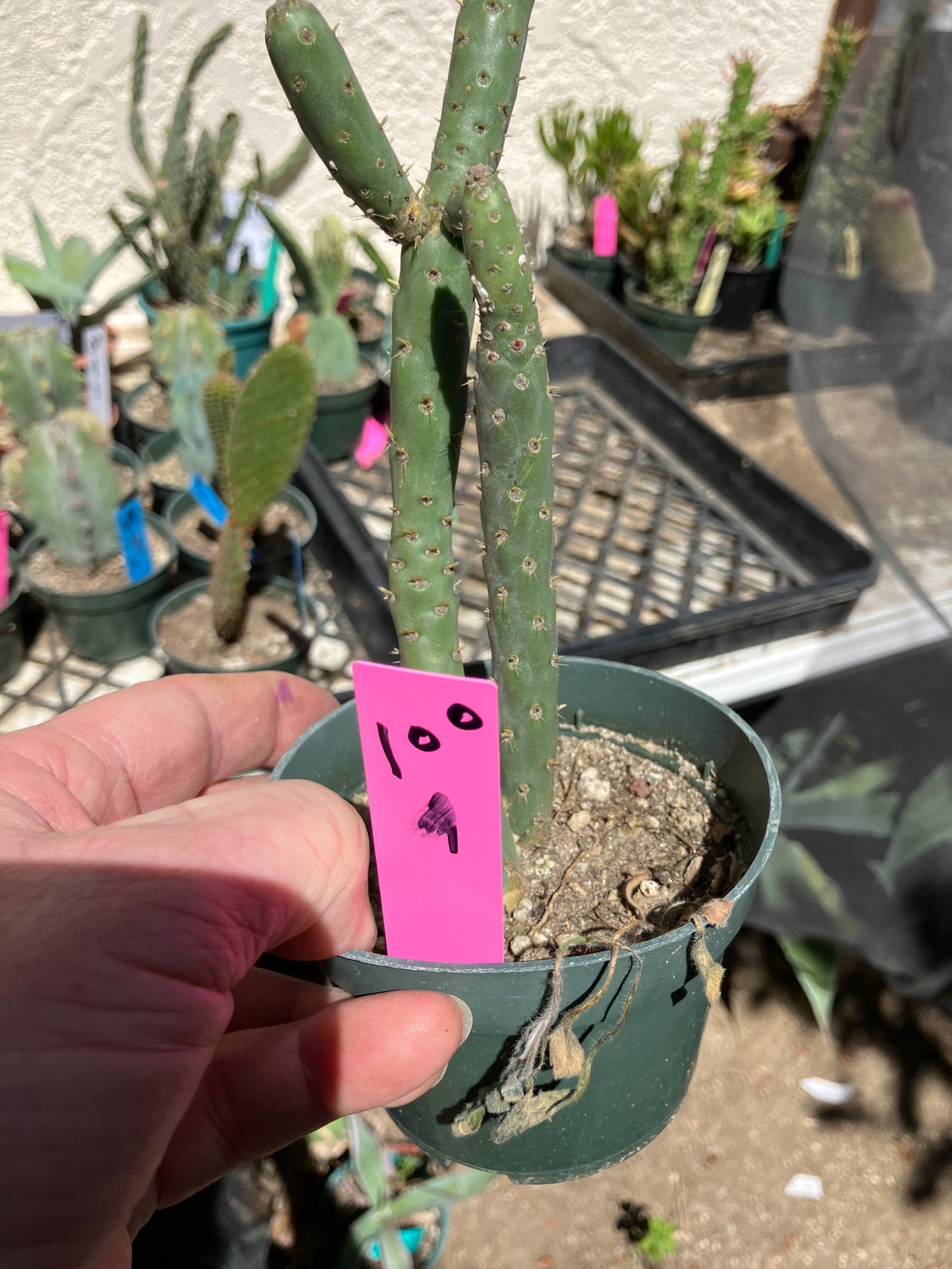 Cholla Cylindropuntia Imbricata  Buckhorn 9”Tall #100P