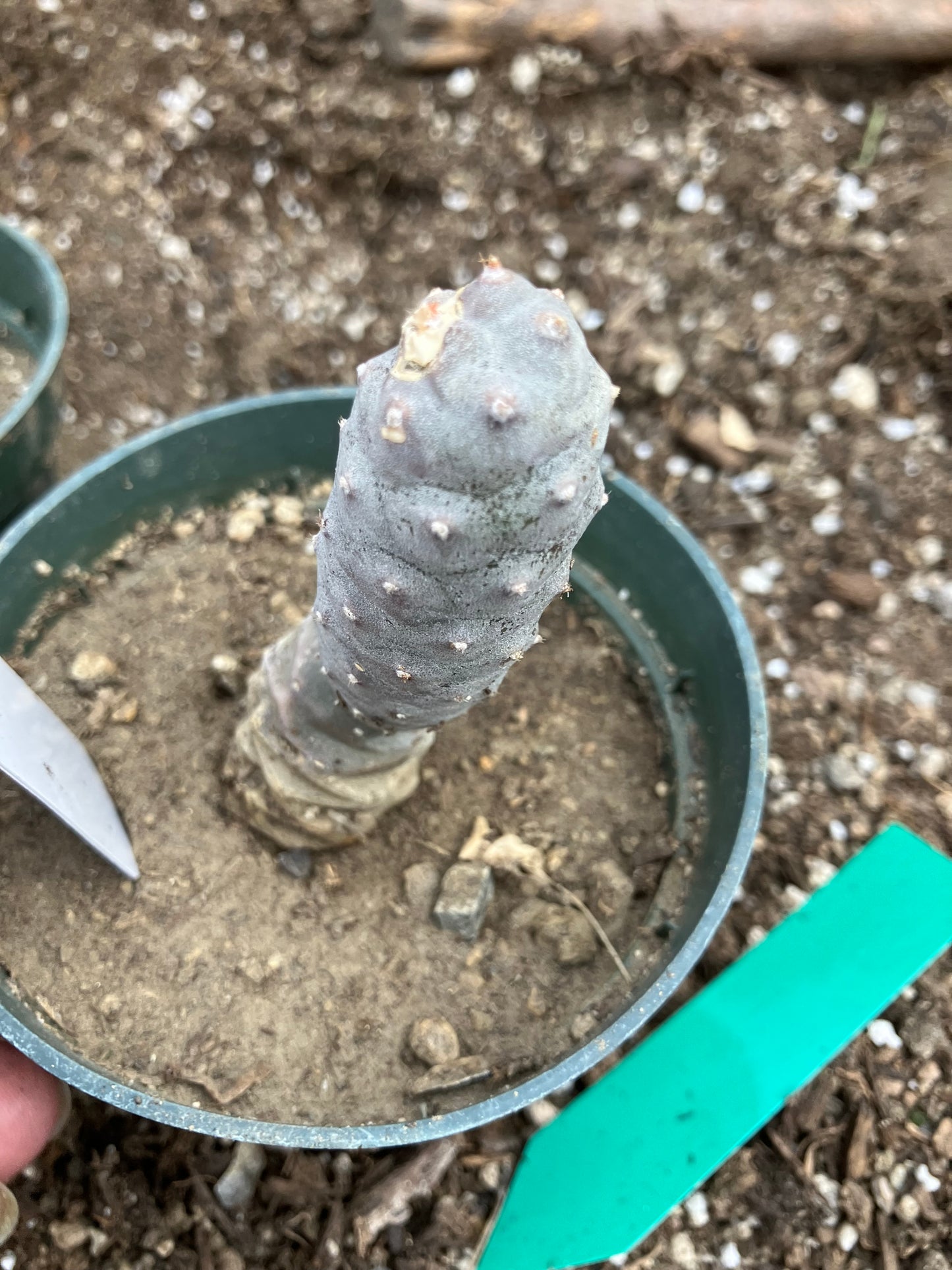 Pine Cone Cactus Tephrocactus~ articulatus  var. diadematus Pinecone 3.5"Tall #53W
