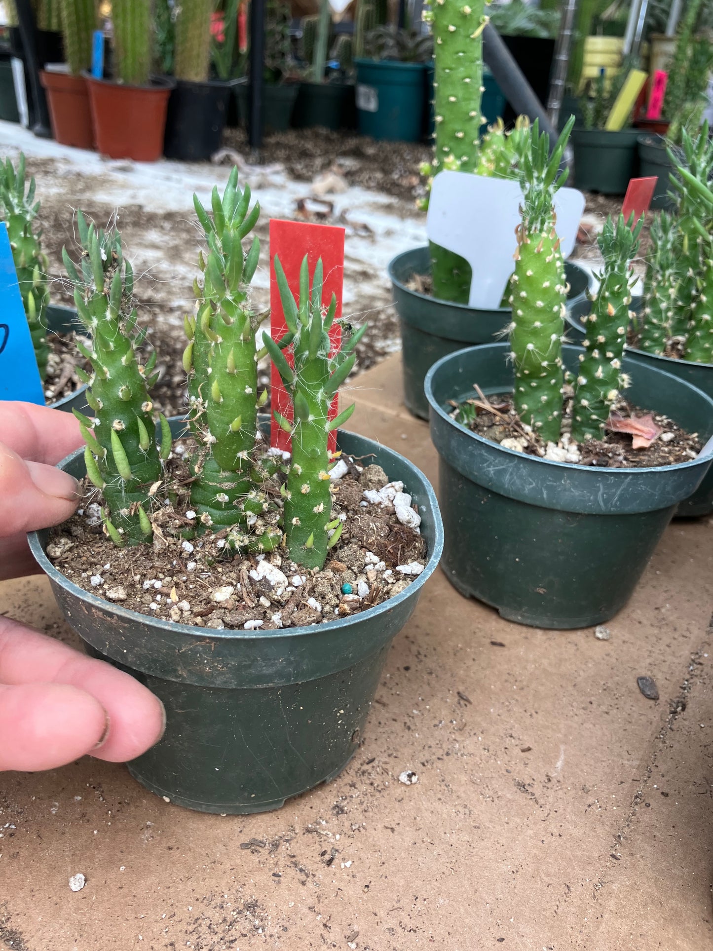 Austrocylindropuntia Cactus Gumbi Mini Eve's Needle 3"Tall #712R