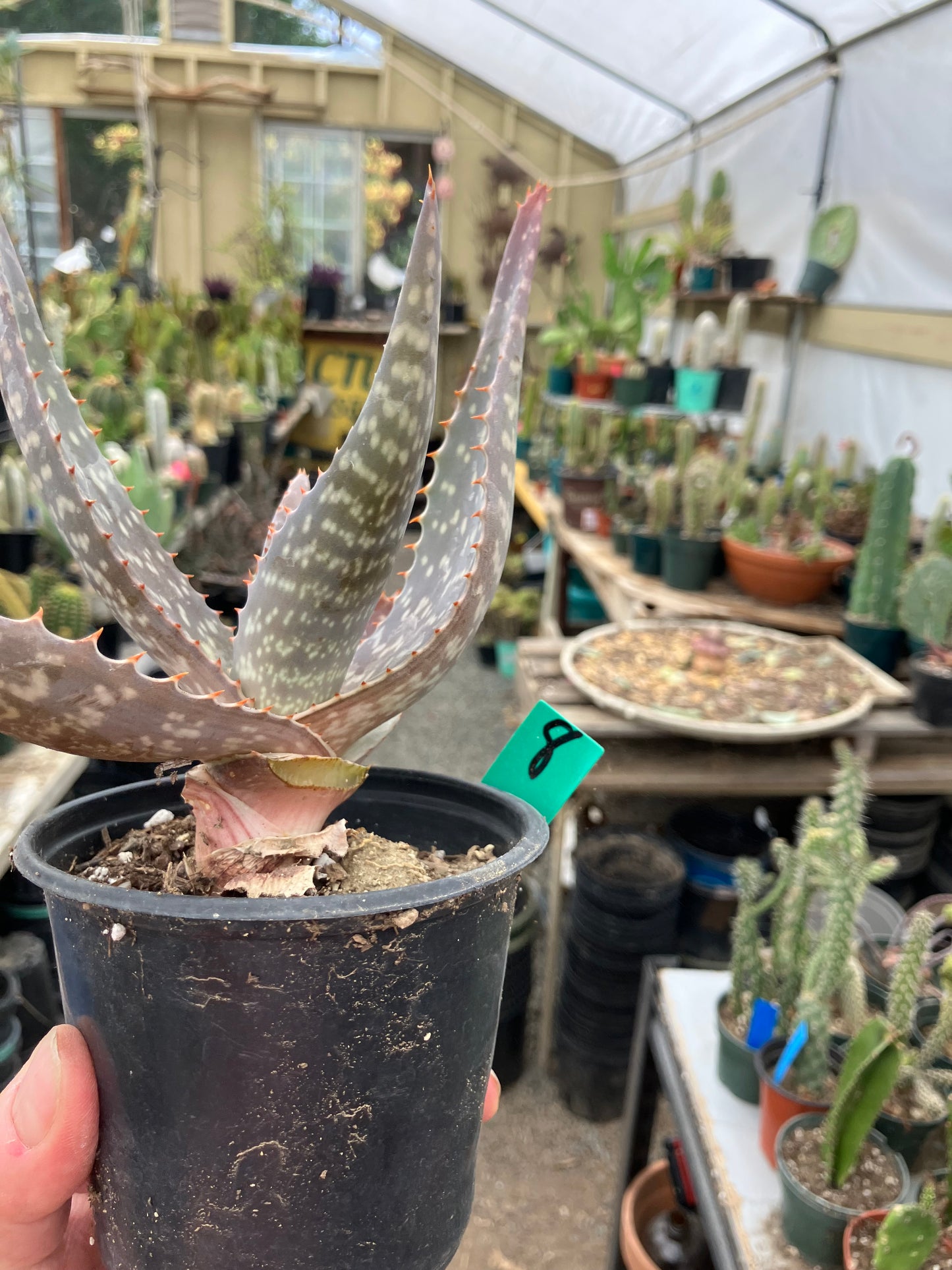 Aloe maculata Soap Aloe 8"Wide Succulent Cactus #8G
