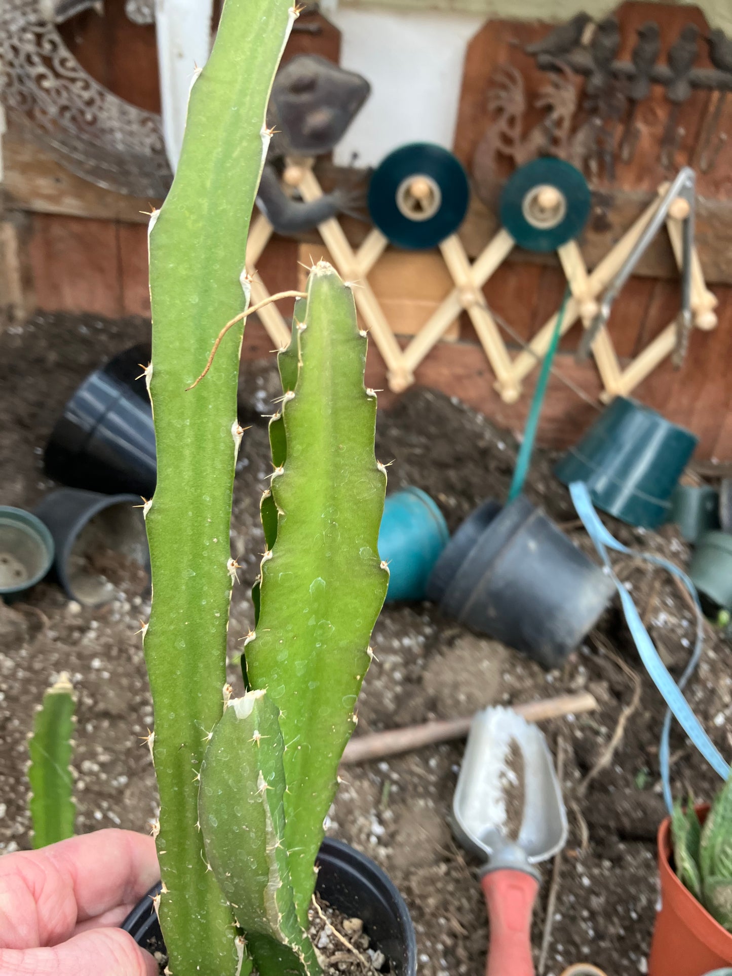Dragon Fruit Plant Rooted Pitaya or Pitahaya 15" Tall #151P