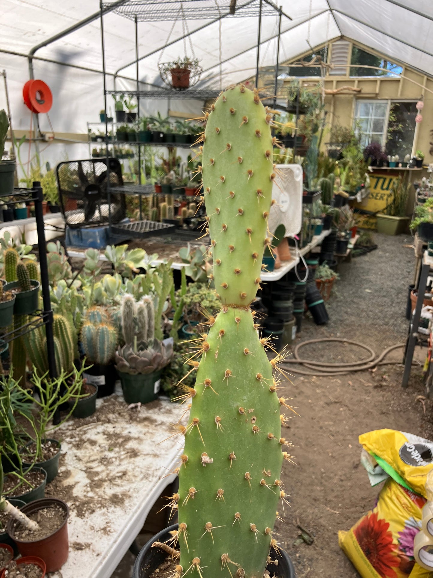 Opuntia engelmannii "Texas Prickly Pear" 13"Tall #103P