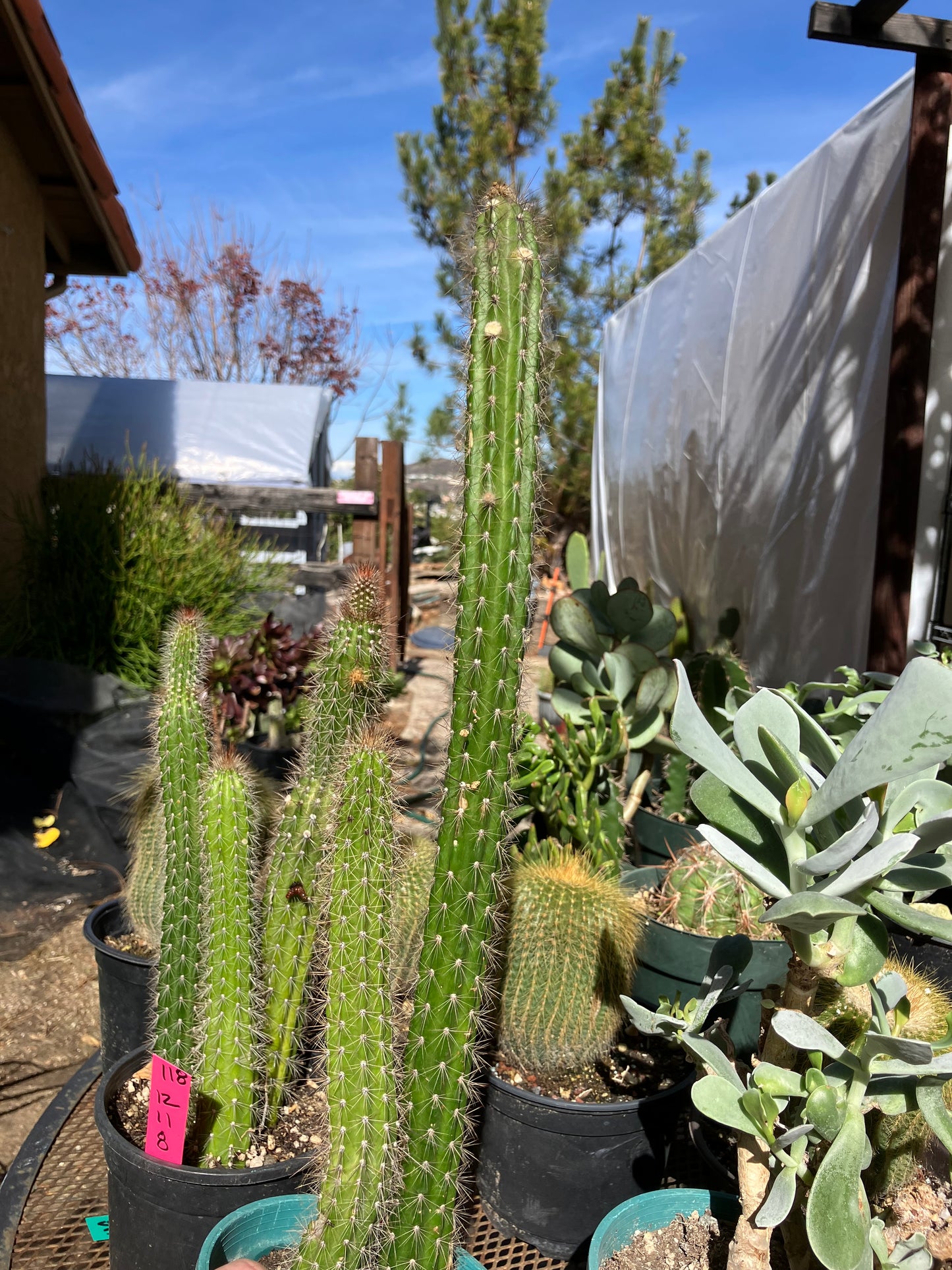 Echinocereus pensilis Snake Cactus Plant 17,10"Tall #710P