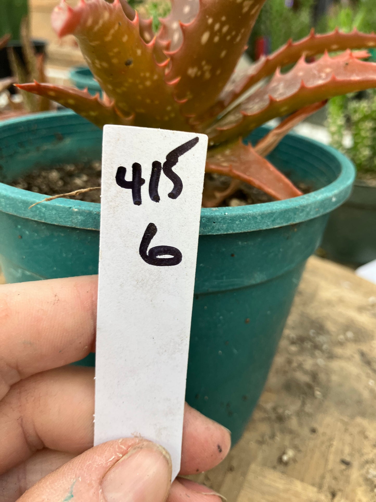 Aloe Hybrid Night Sky Reddens with Extreme temps 6"Wide This Exact Plant #415W