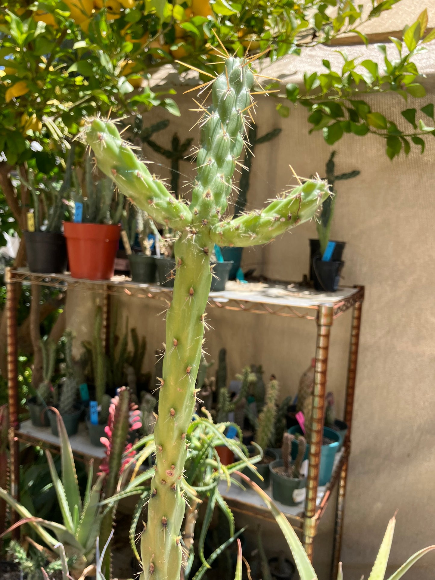 Cholla Cylindropuntia Buckhorn Cactus 17”Tall #91G*