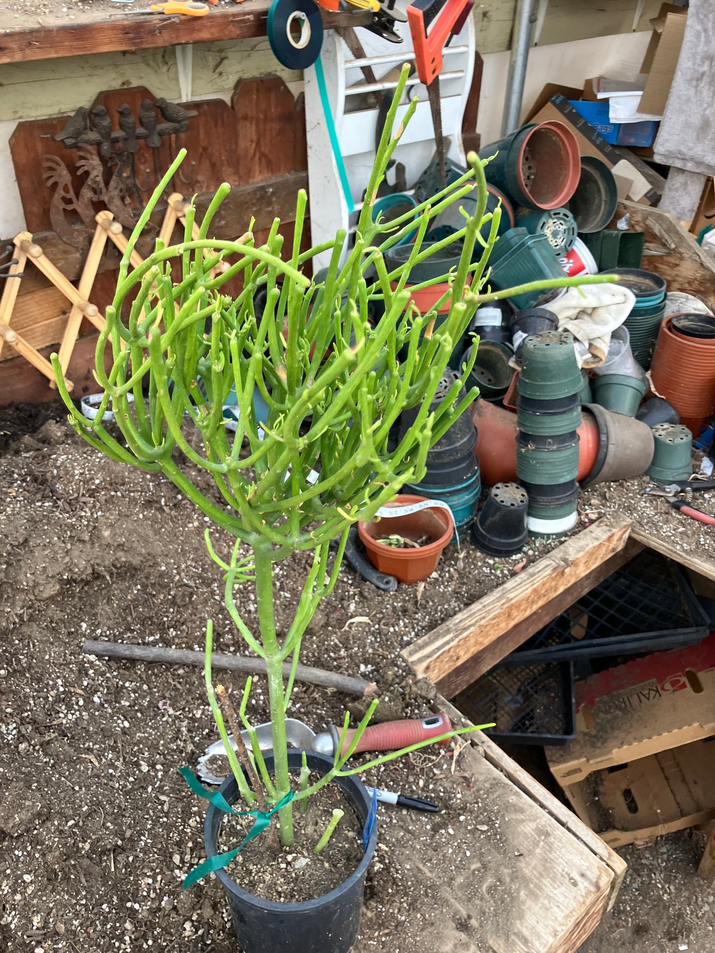 Euphorbia tirucalli Pencil cactus 27"Tall 11"Wide #1172B