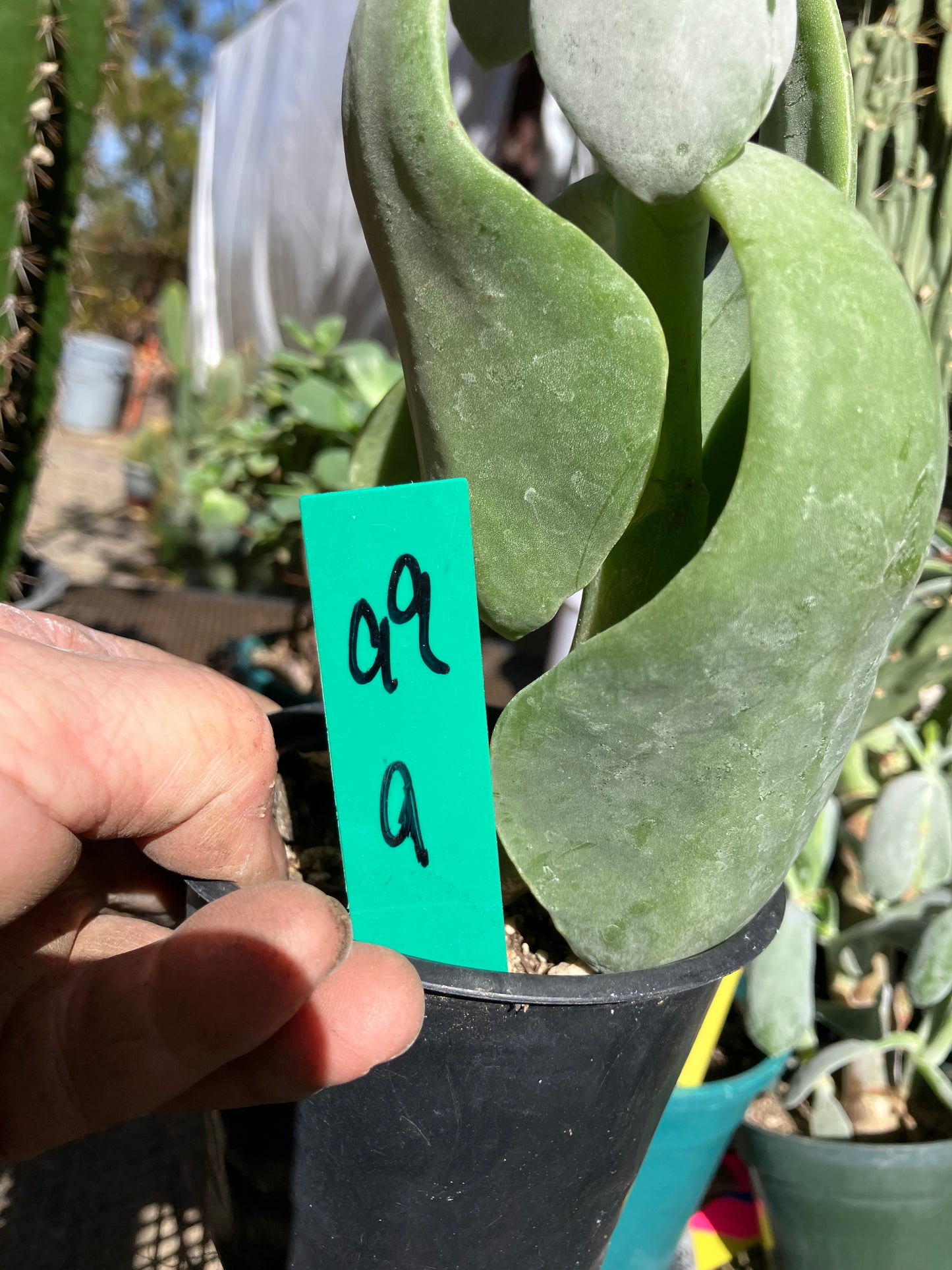 Cotyledon Silver Waves Succulent 9"Tall #99G