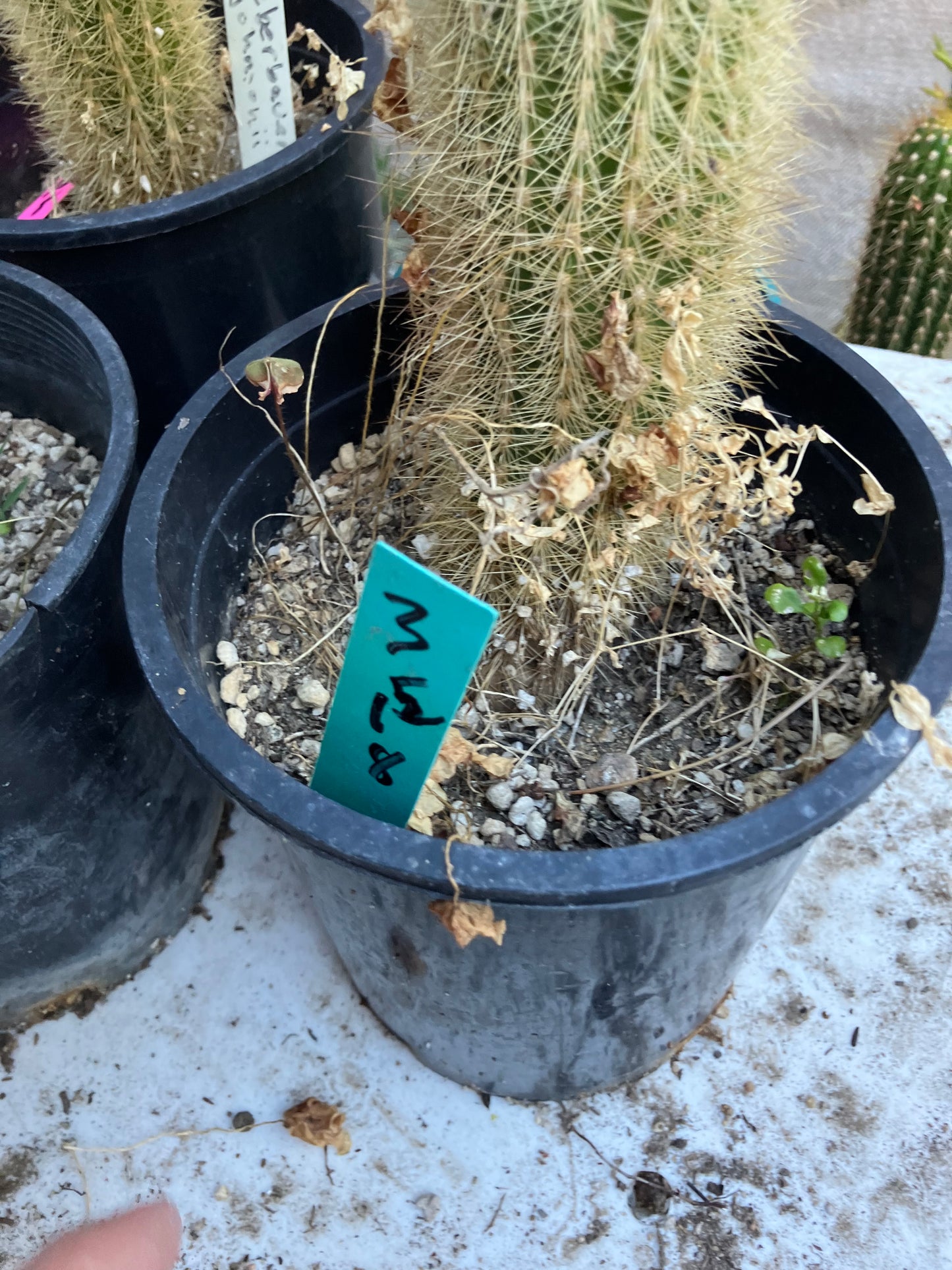Weberbauerocereus winterianus Golden Fast Growing Columnar 15"Tall 8" circ. #3G