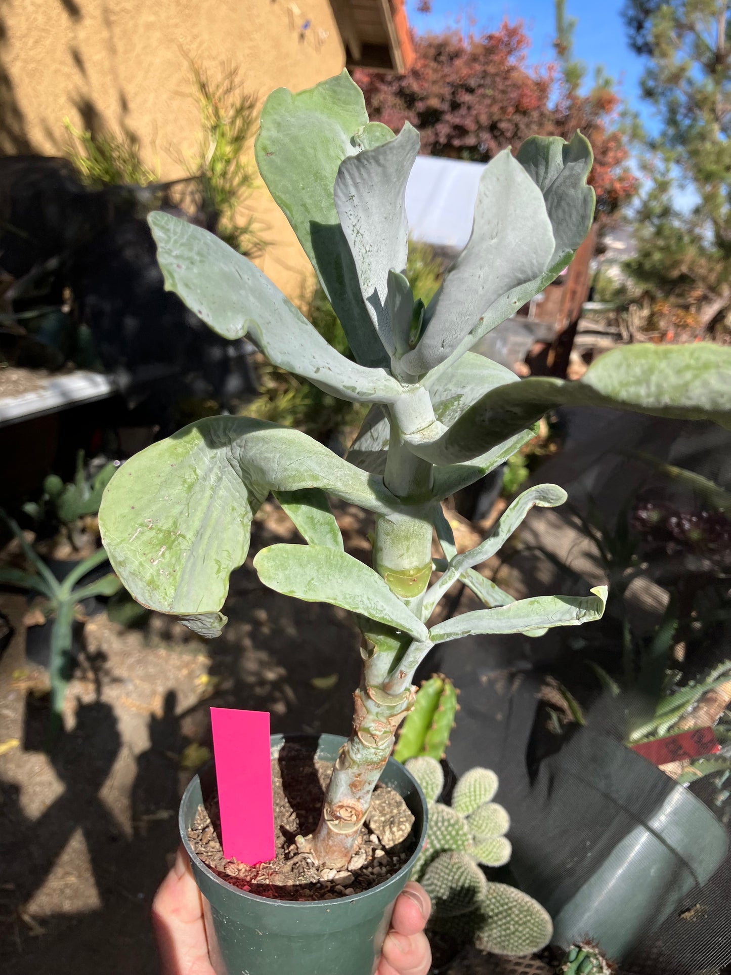 Cotyledon Silver Waves Succulent 11"Tall #112P