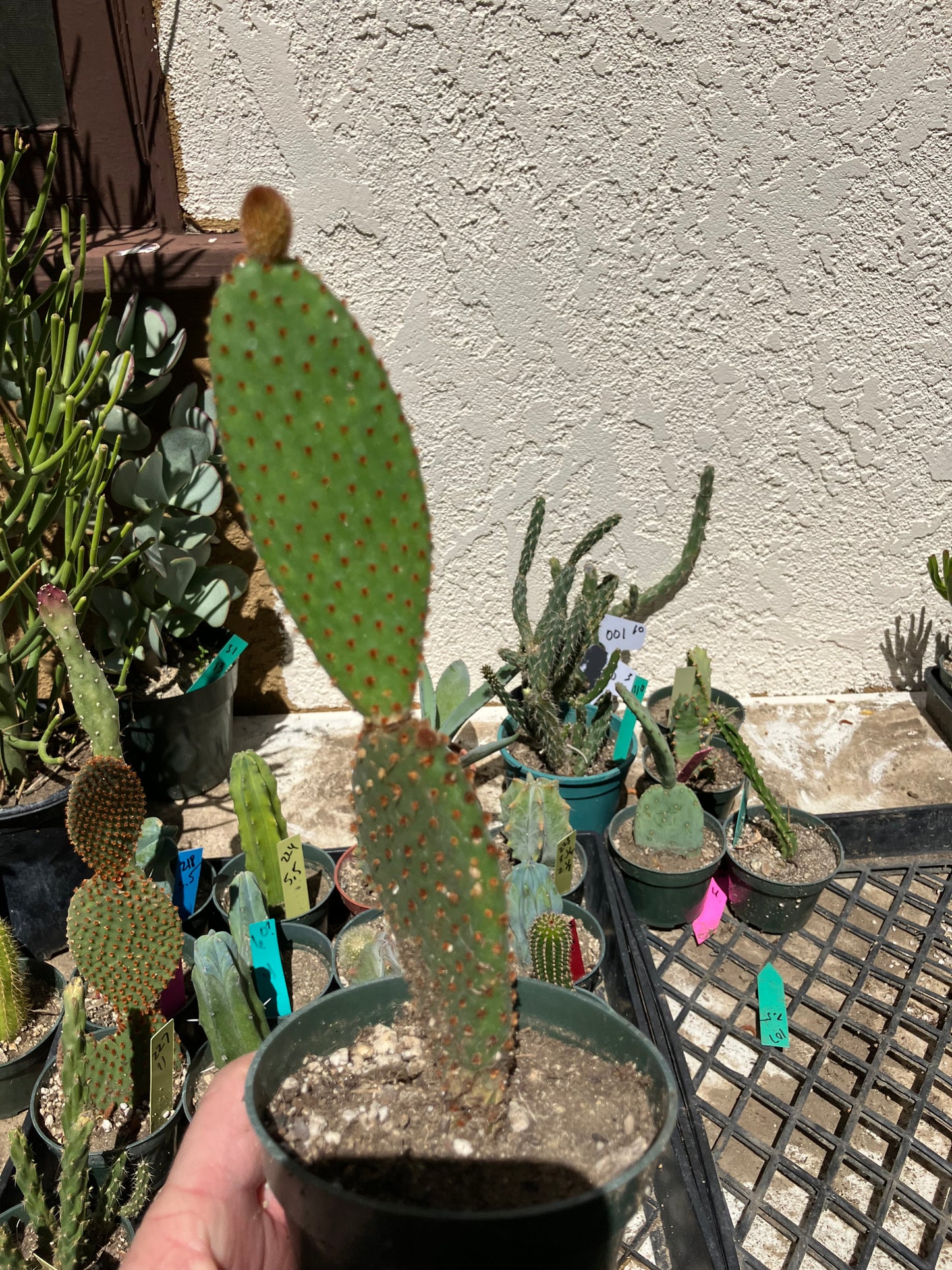 Opuntia microdasys Cinnamon Bunny Ears 8.5"Tall #216B