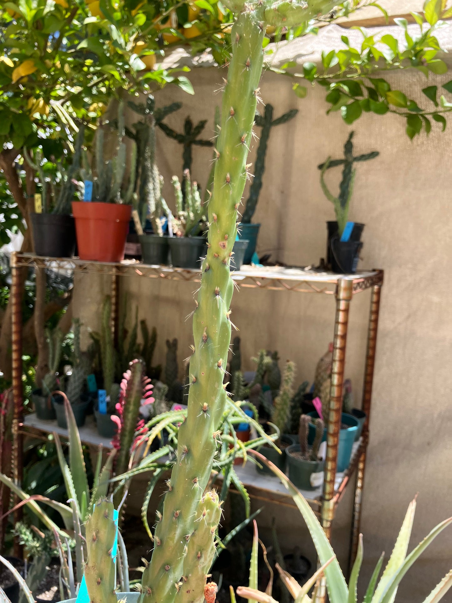 Cholla Cylindropuntia Buckhorn Cactus 17”Tall #91G*