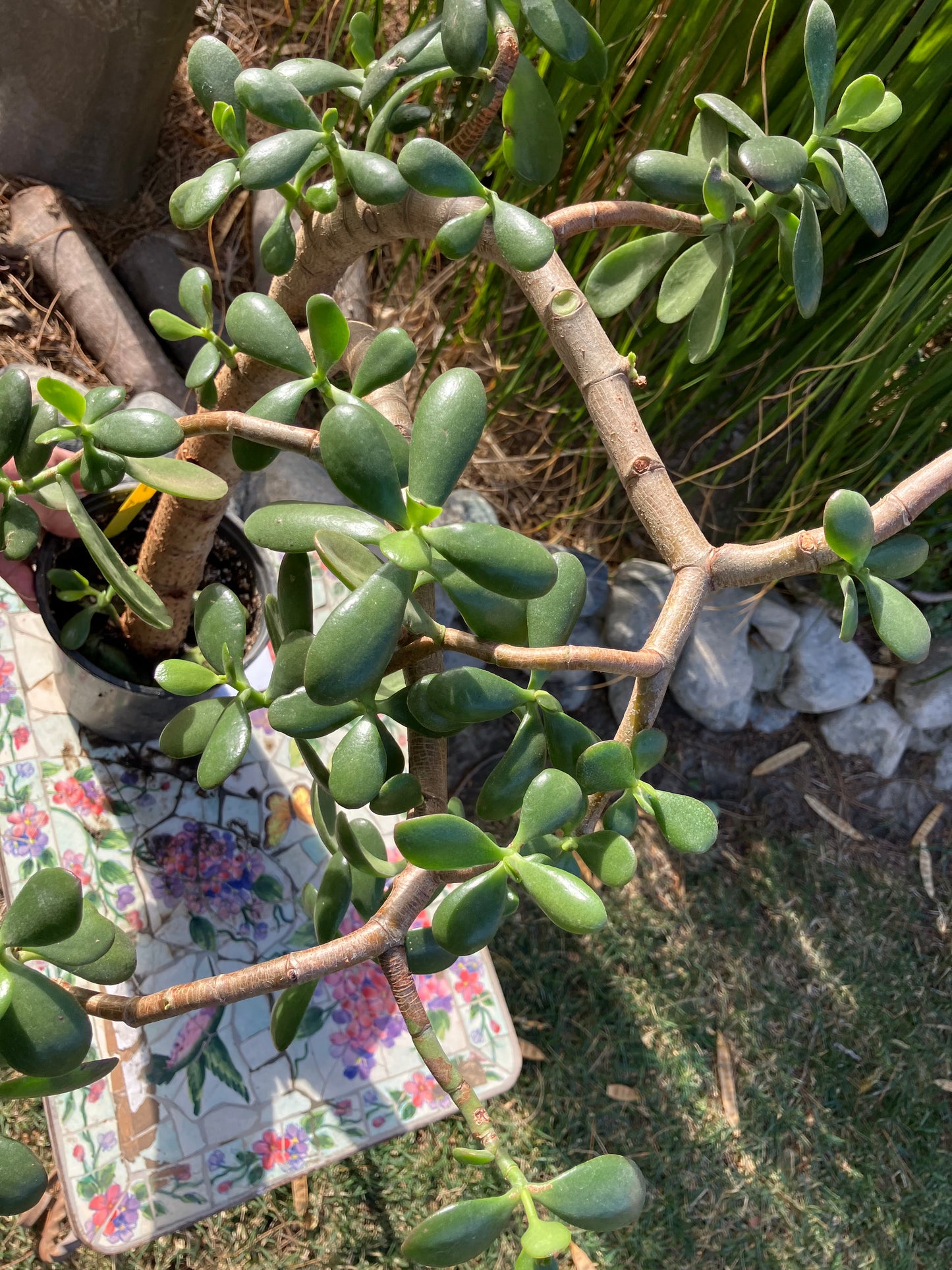 Crassula Ovata Money Jade 23”T 18W #3Y