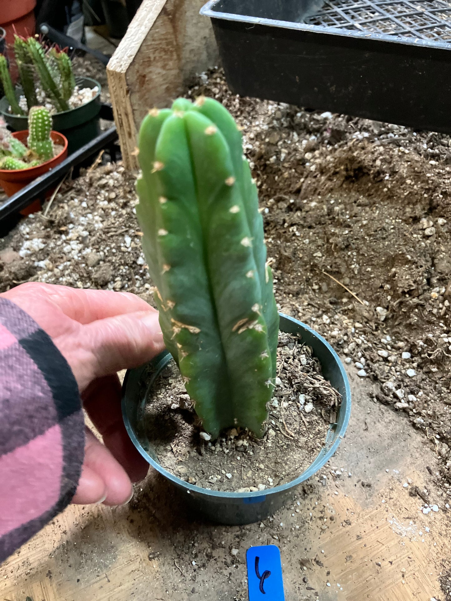 San Pedro Cactus - Trichocereus pachanoi 6"Tall #6B