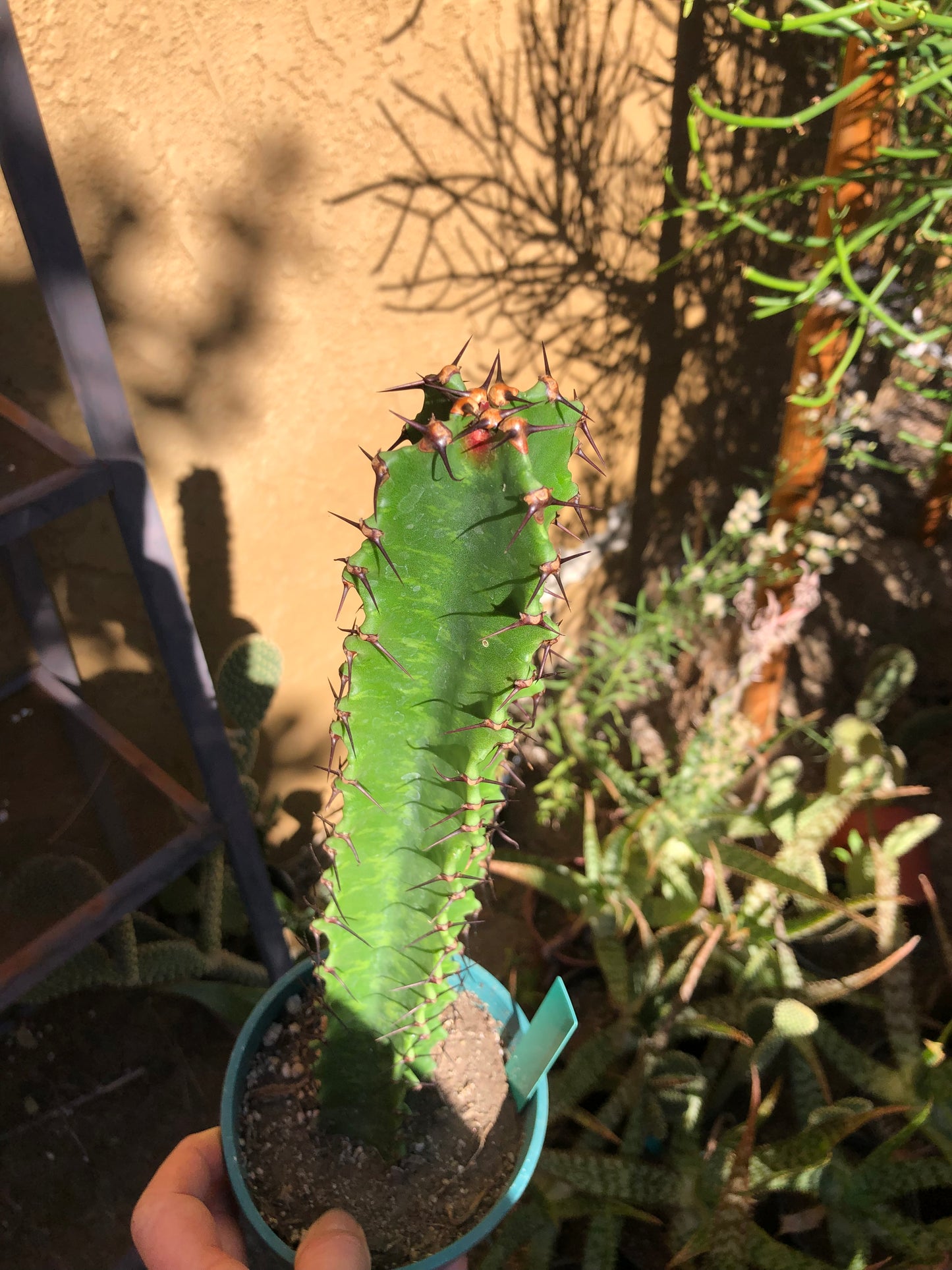(Euphorbia ingens Candelabra Tree 14”Tall #140G
