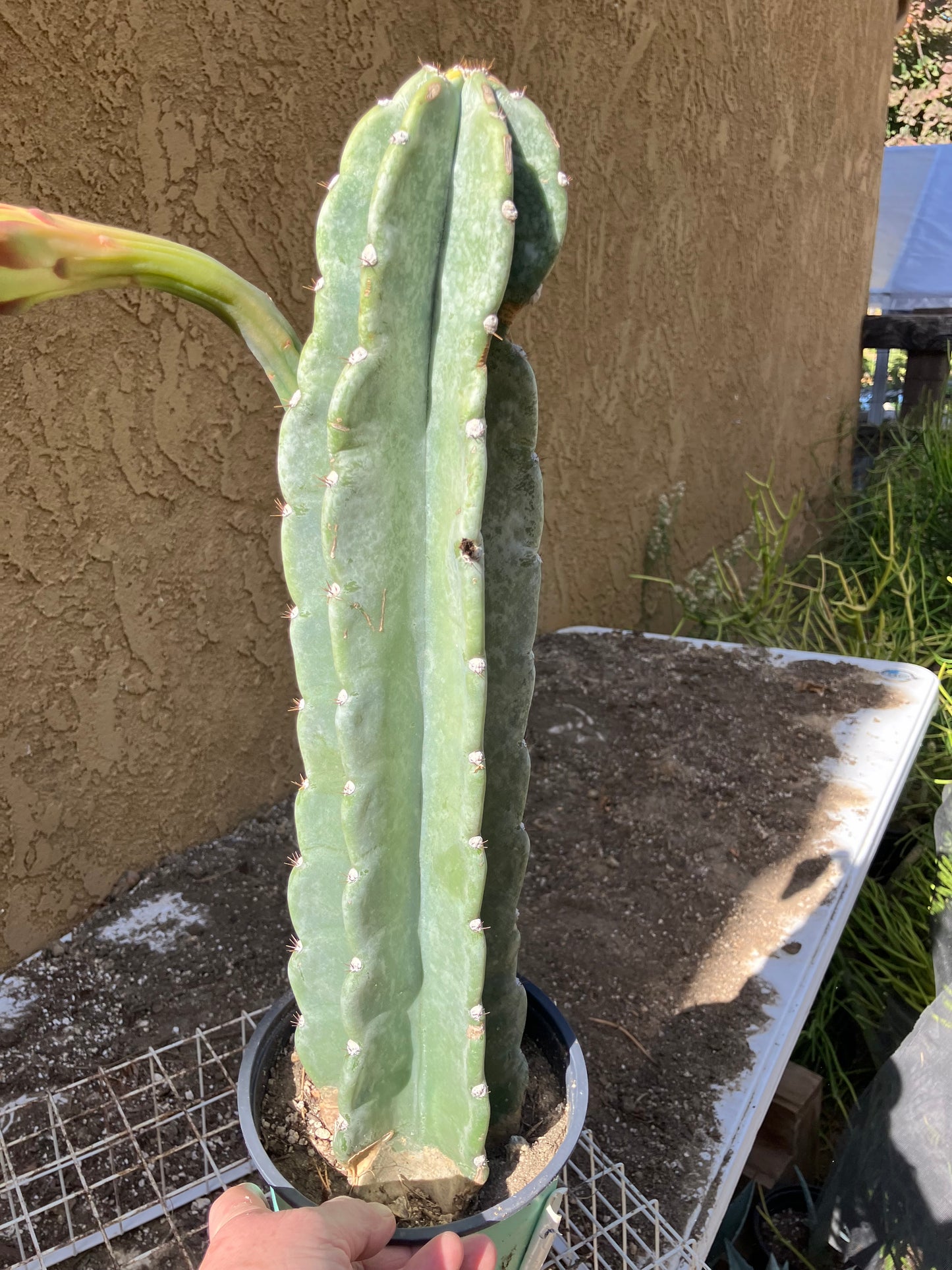 Cereus Peruvianus Night Blooming 17”Tall