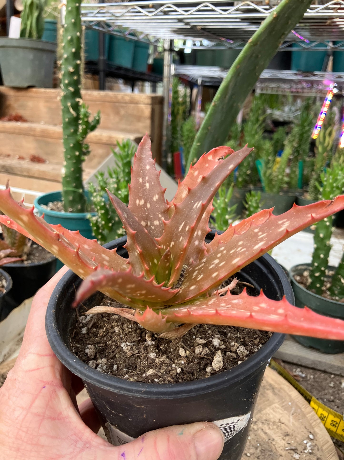 Aloe Hybrid Night Sky Reddens with Extreme temps 6"Wide This Exact Plant #5B