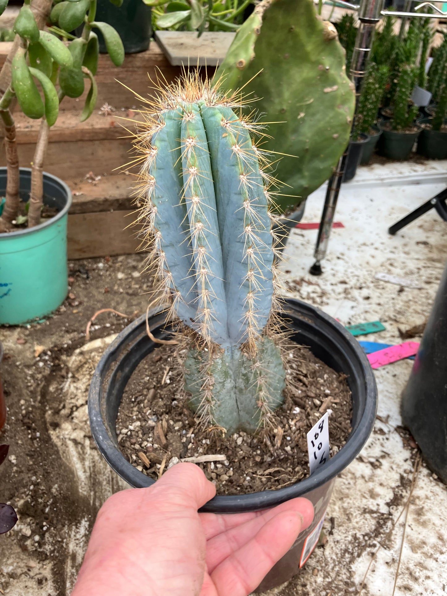 Pilosocereus Blue Azureus Cactus 10" Tall 8.5"Circumference #108W
