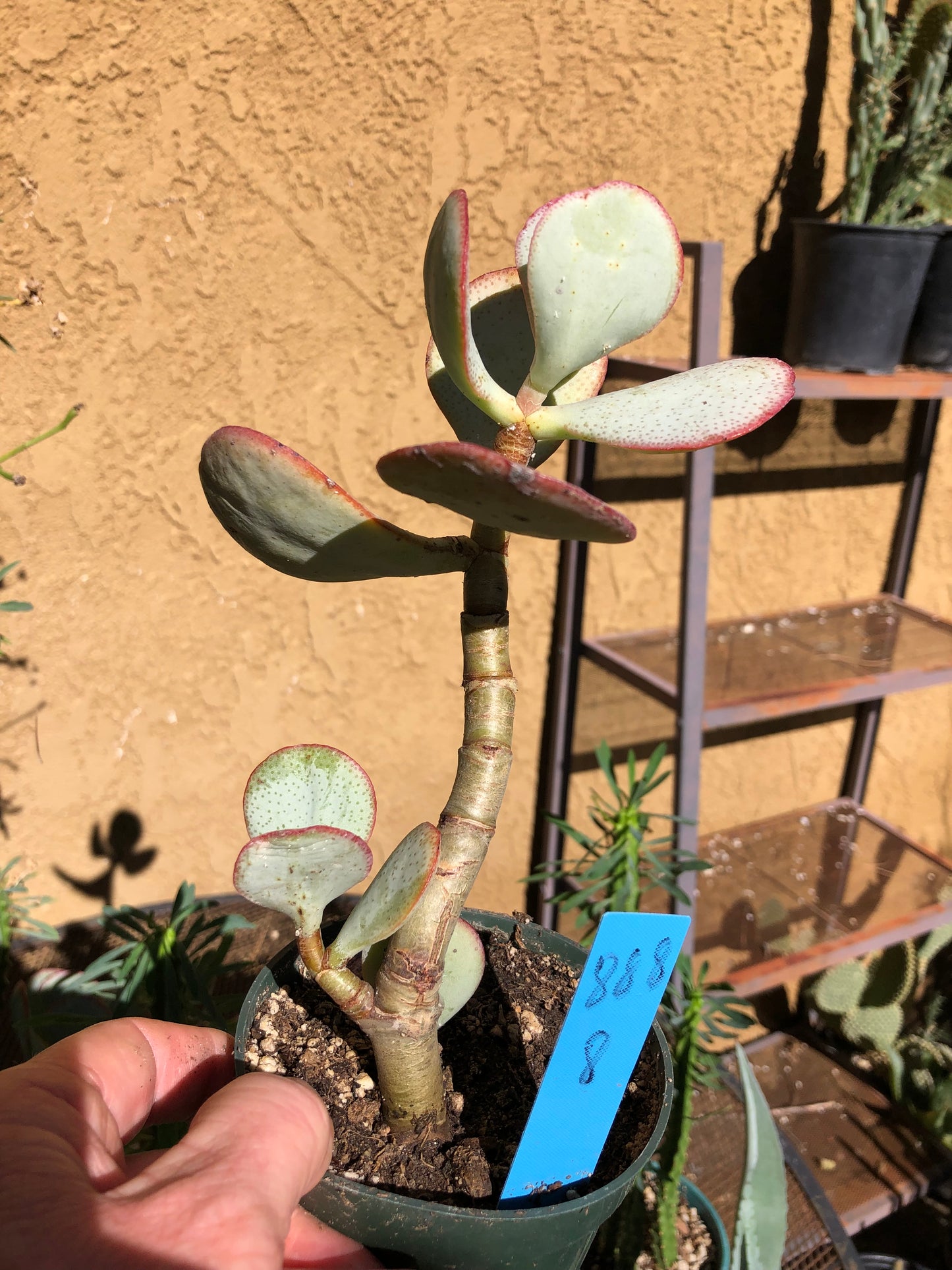 Crassula arborescens Silver Dollar 8”Tall #888B*