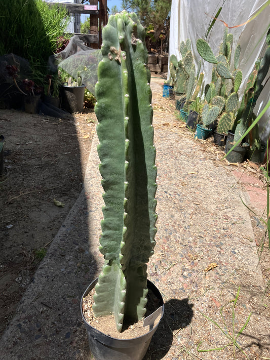 Cereus Peruvianus Night Blooming 26"Tall #621W