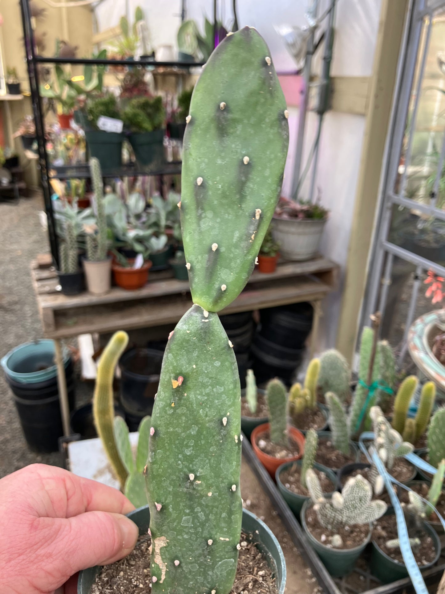 Opuntia canterae elata Ground Crawler 11"Tall #4Y