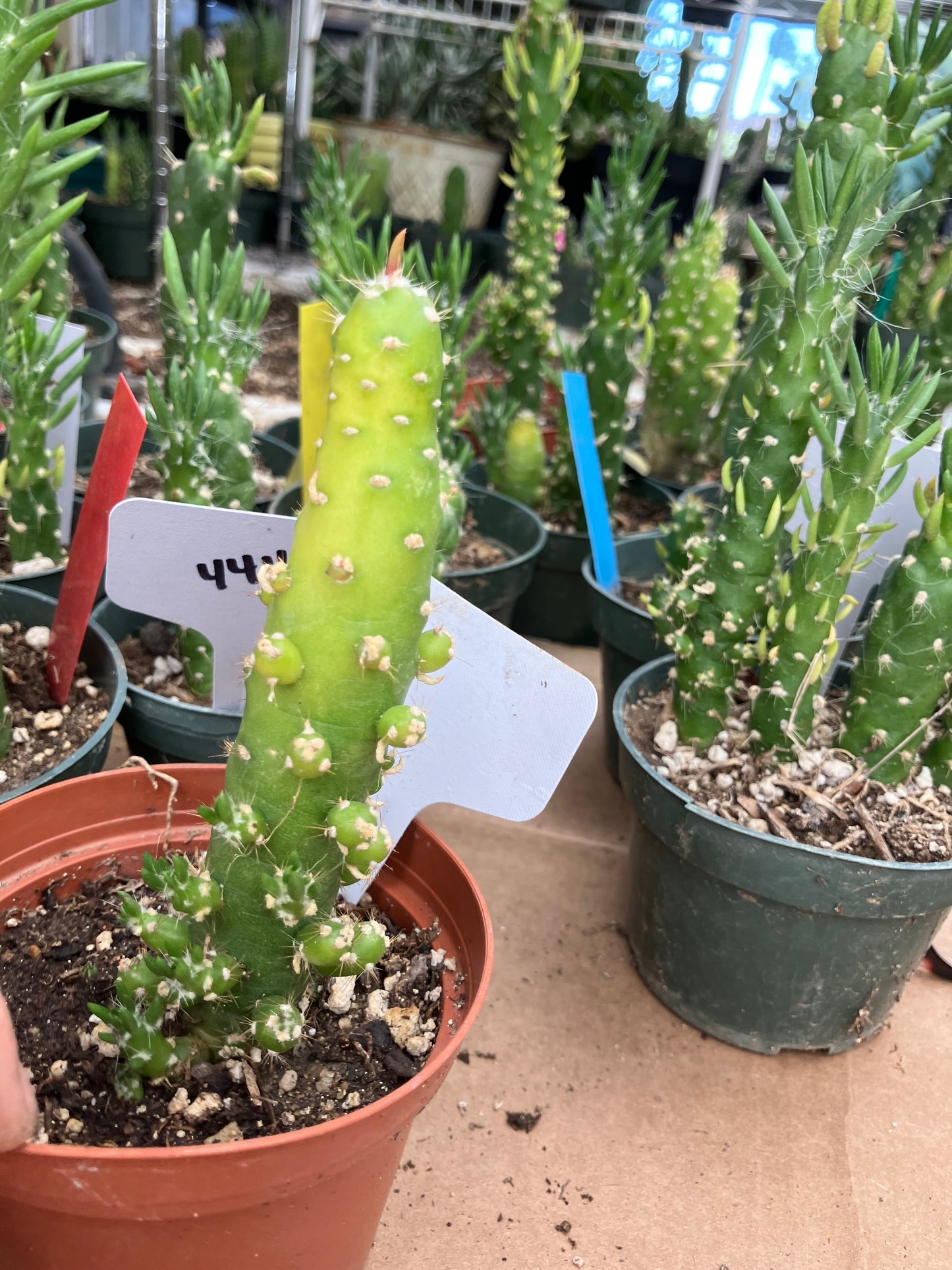 Austrocylindropuntia Cactus Gumbi Mini Eve's Needle 5"Tall #300W